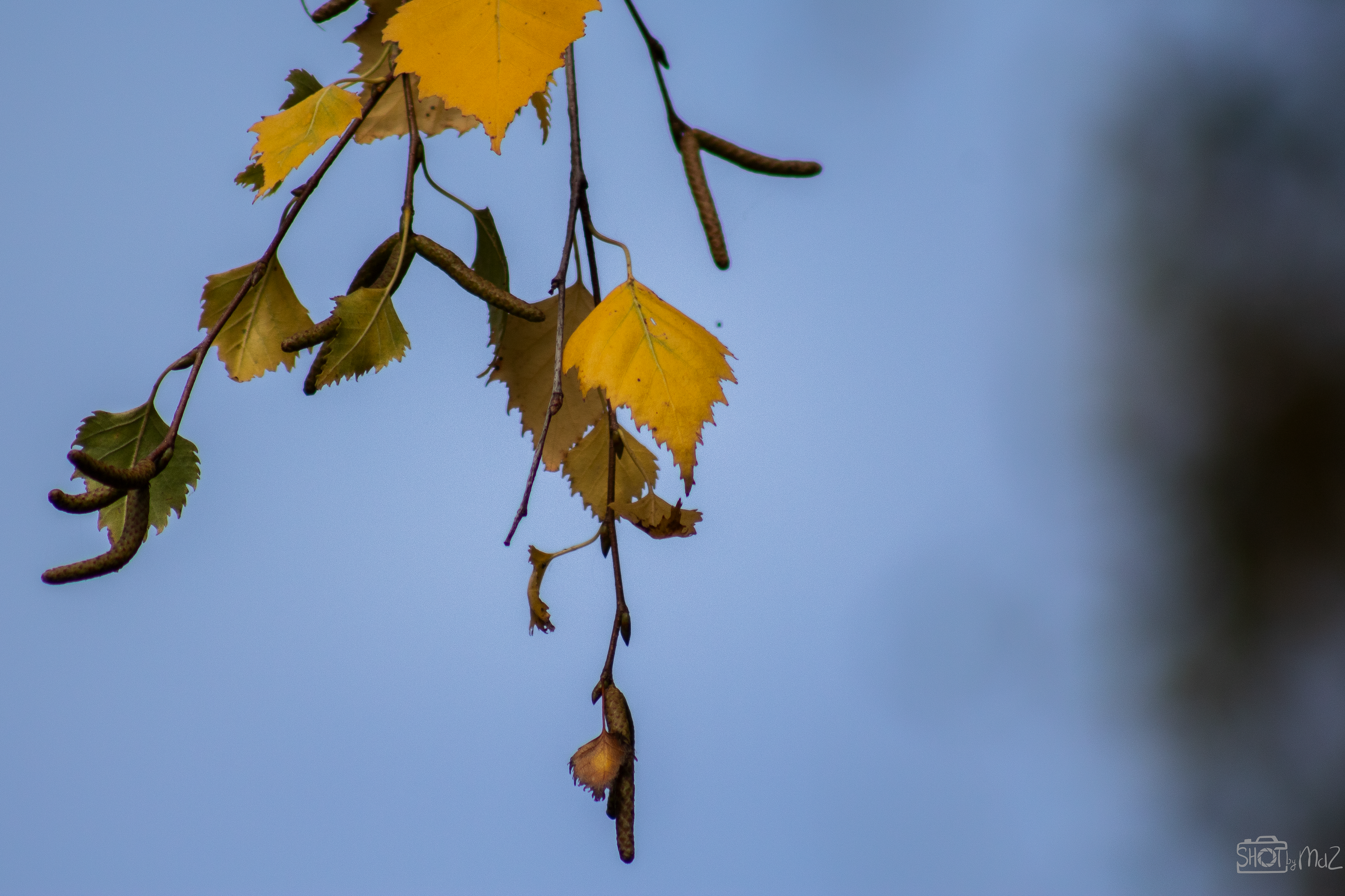 2025 - Oktober - Schollebos