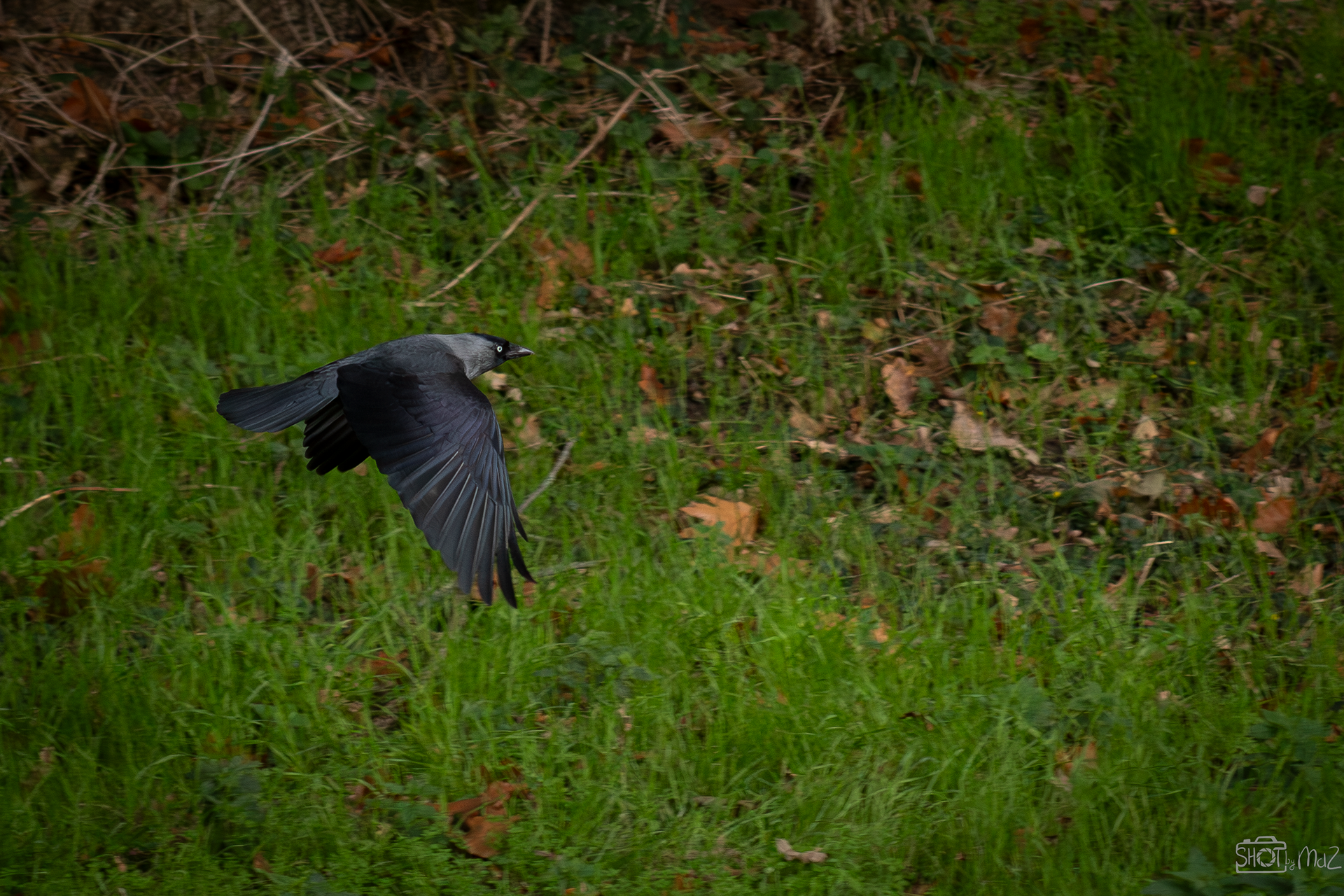 2025 - Oktober - Schollebos