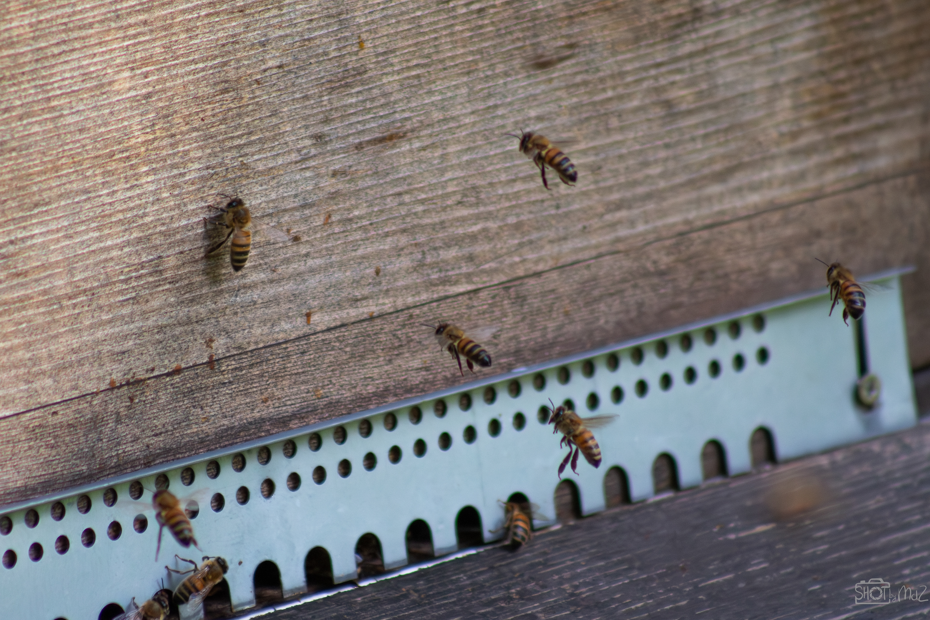 2025 - September - Trompenburg botanische tuin