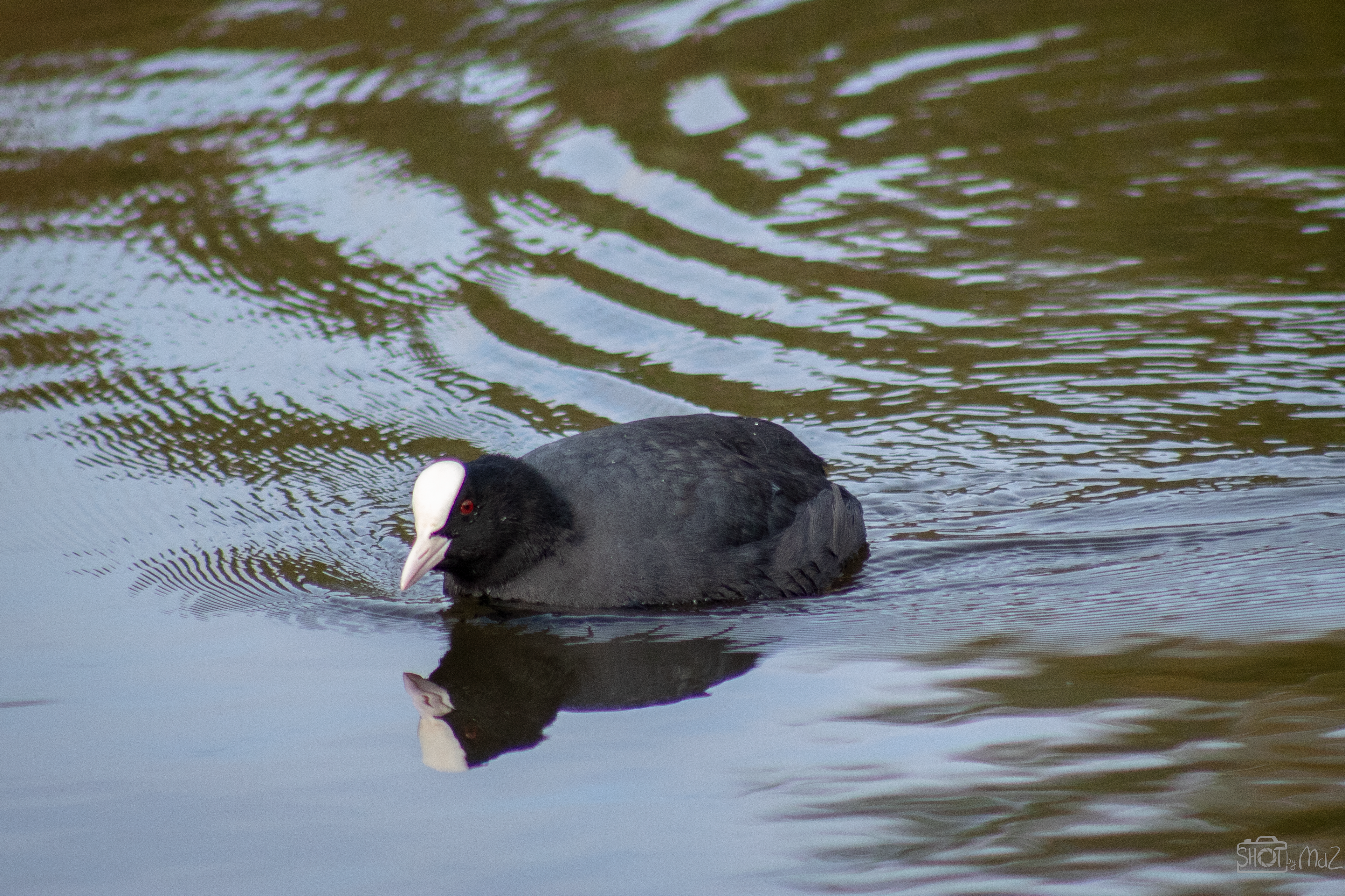 2025 - Oktober - Schollebos