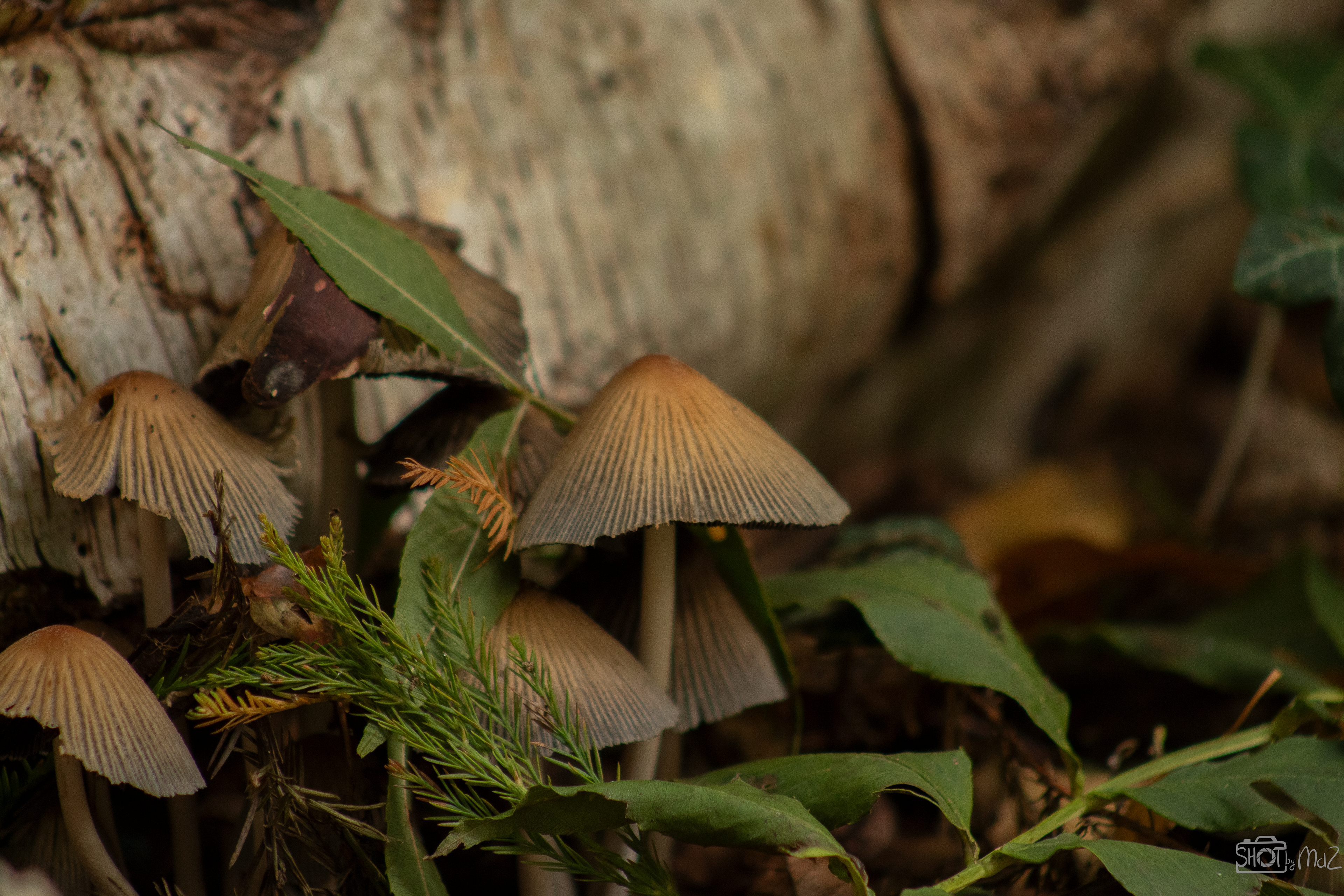 2025 - Oktober - Schollebos