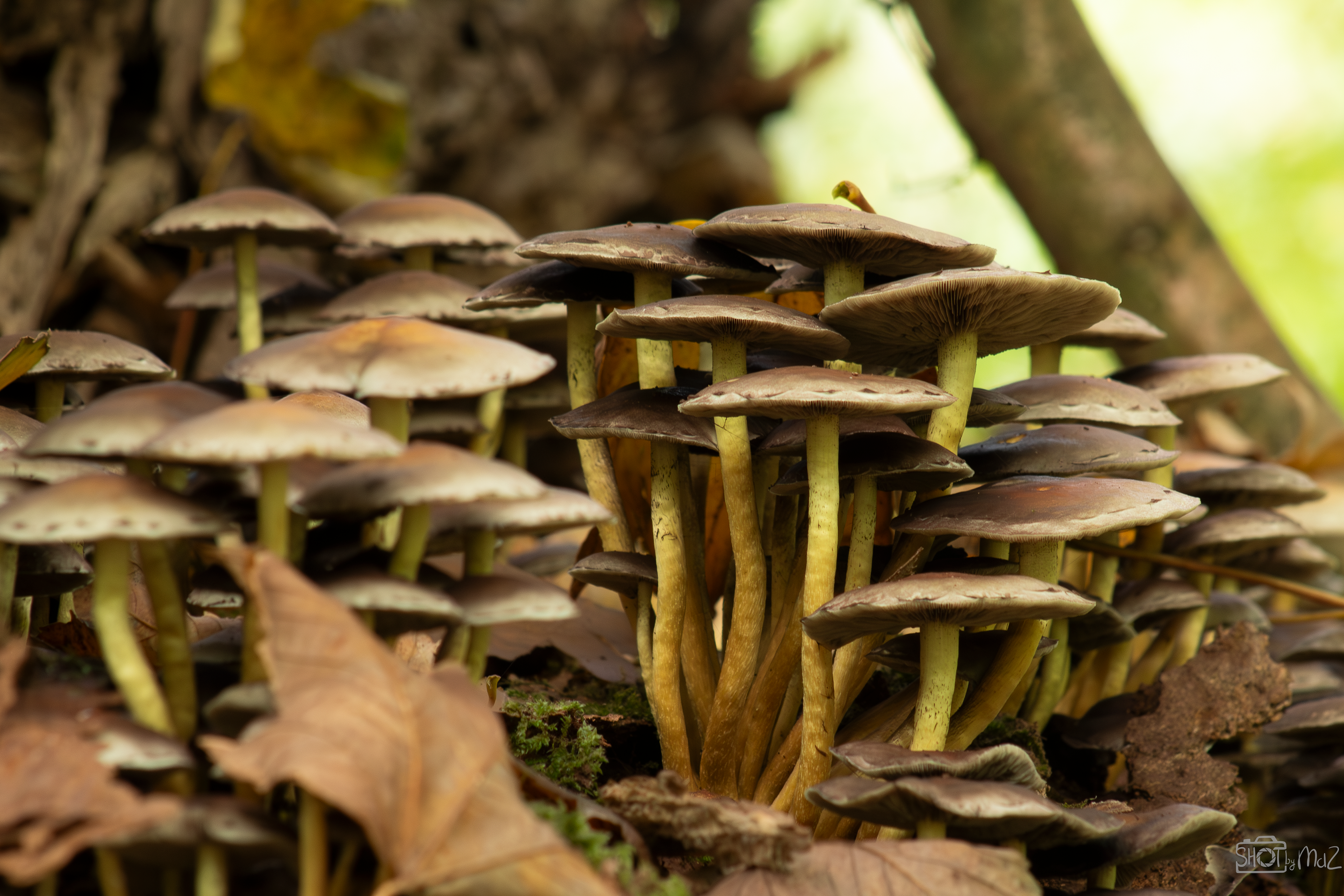 2025 - Oktober - Schollebos