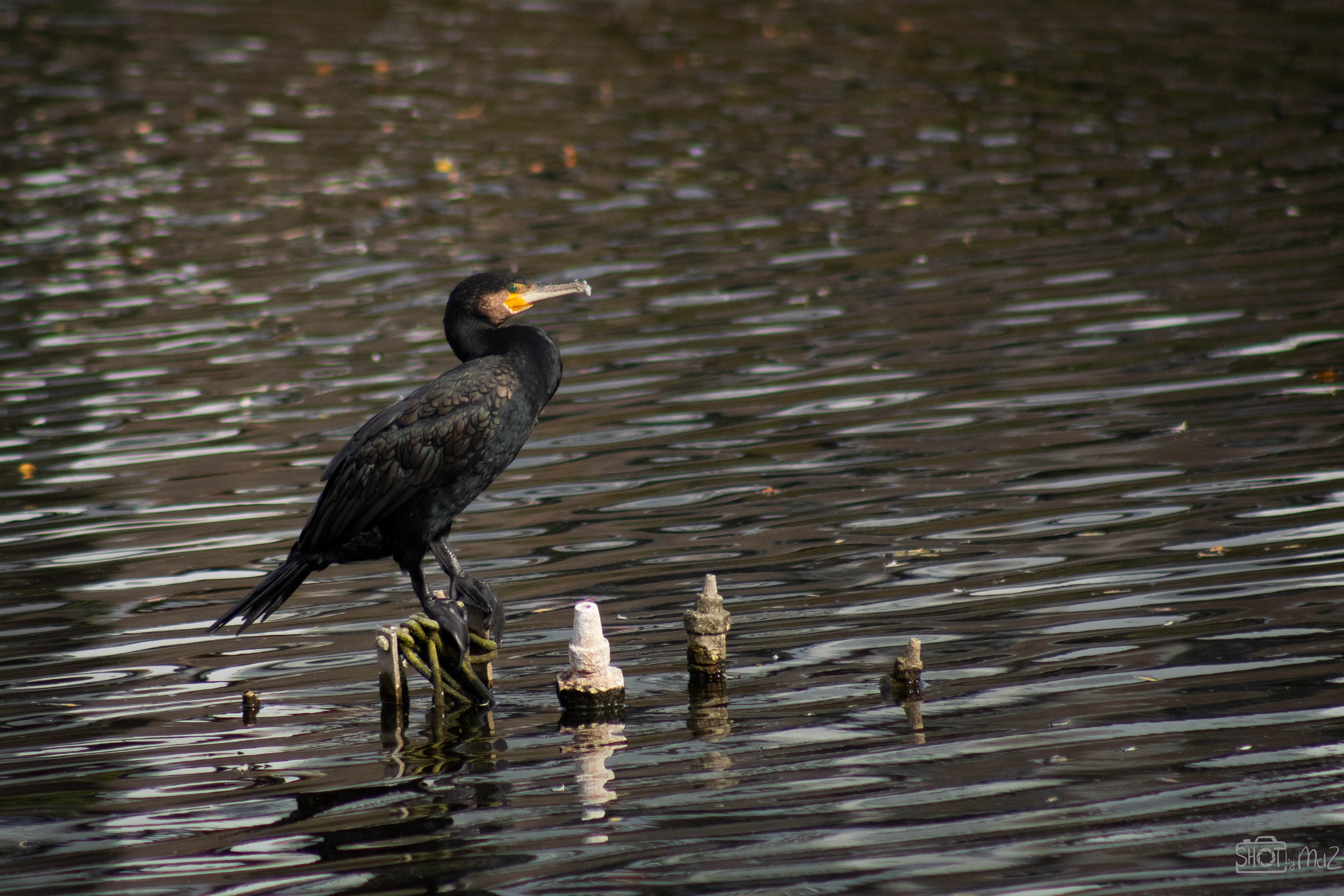 2025 - Oktober - Schollebos