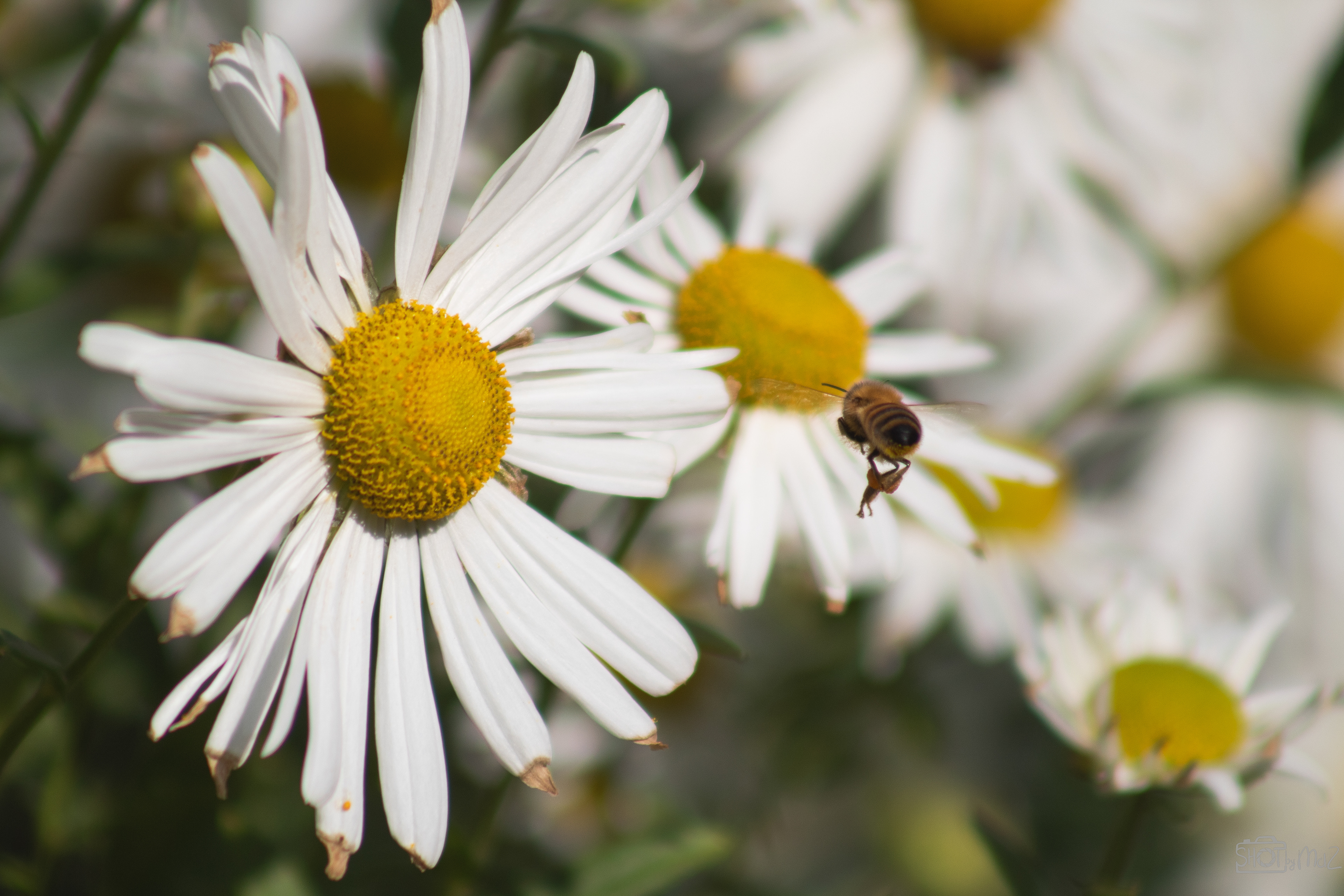 2025 - September - Trompenburg botanische tuin