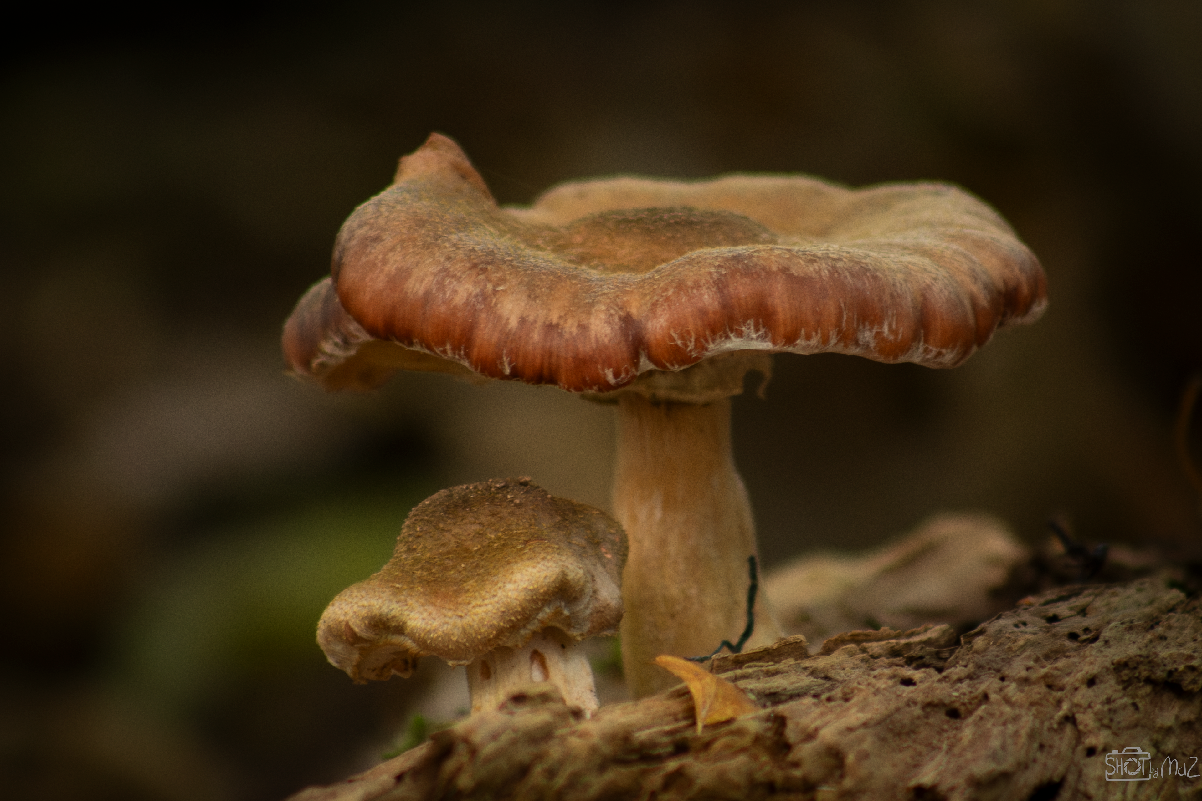 2025 - Oktober - Schollebos