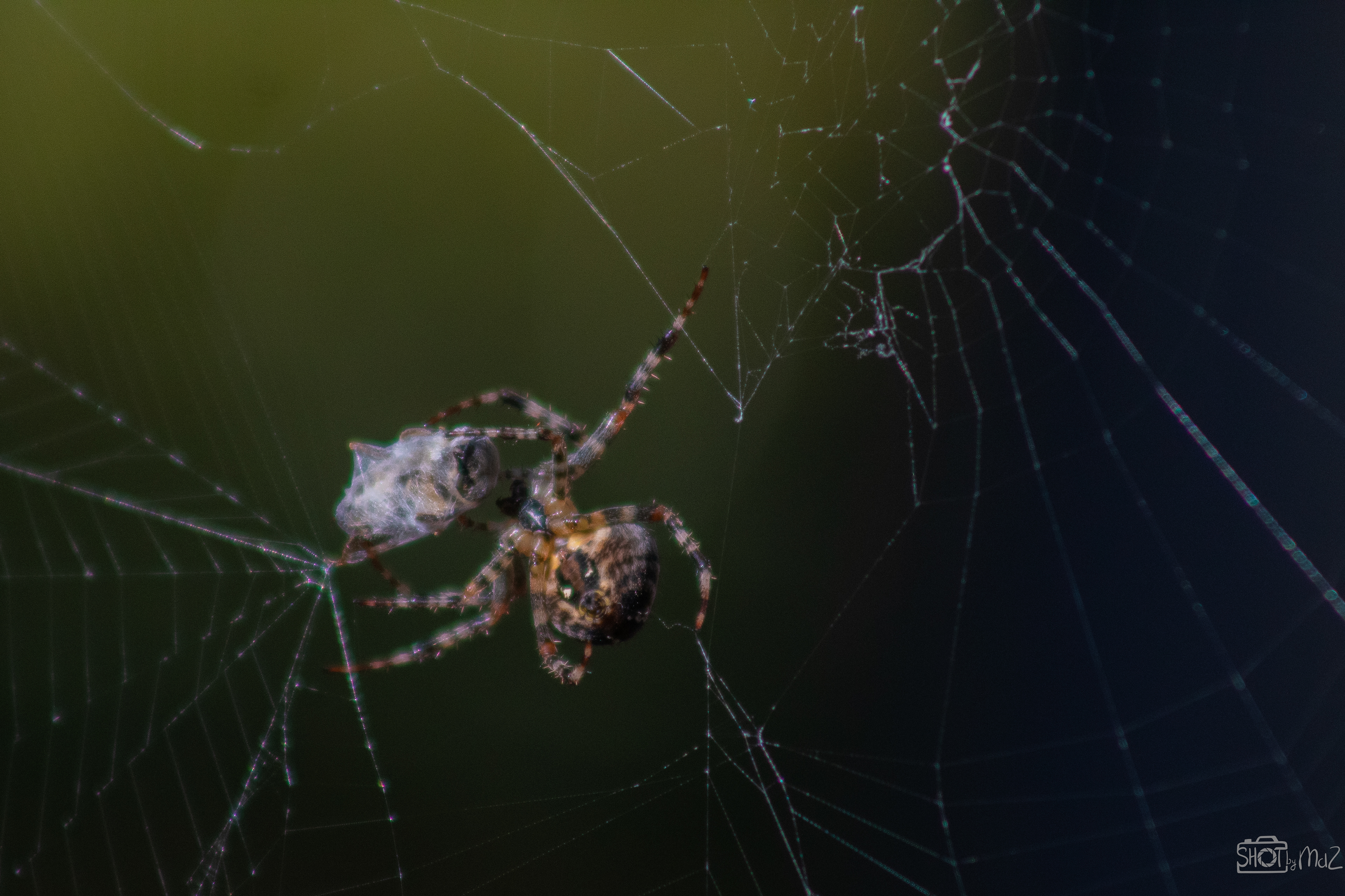 2025 - September - Trompenburg botanische tuin