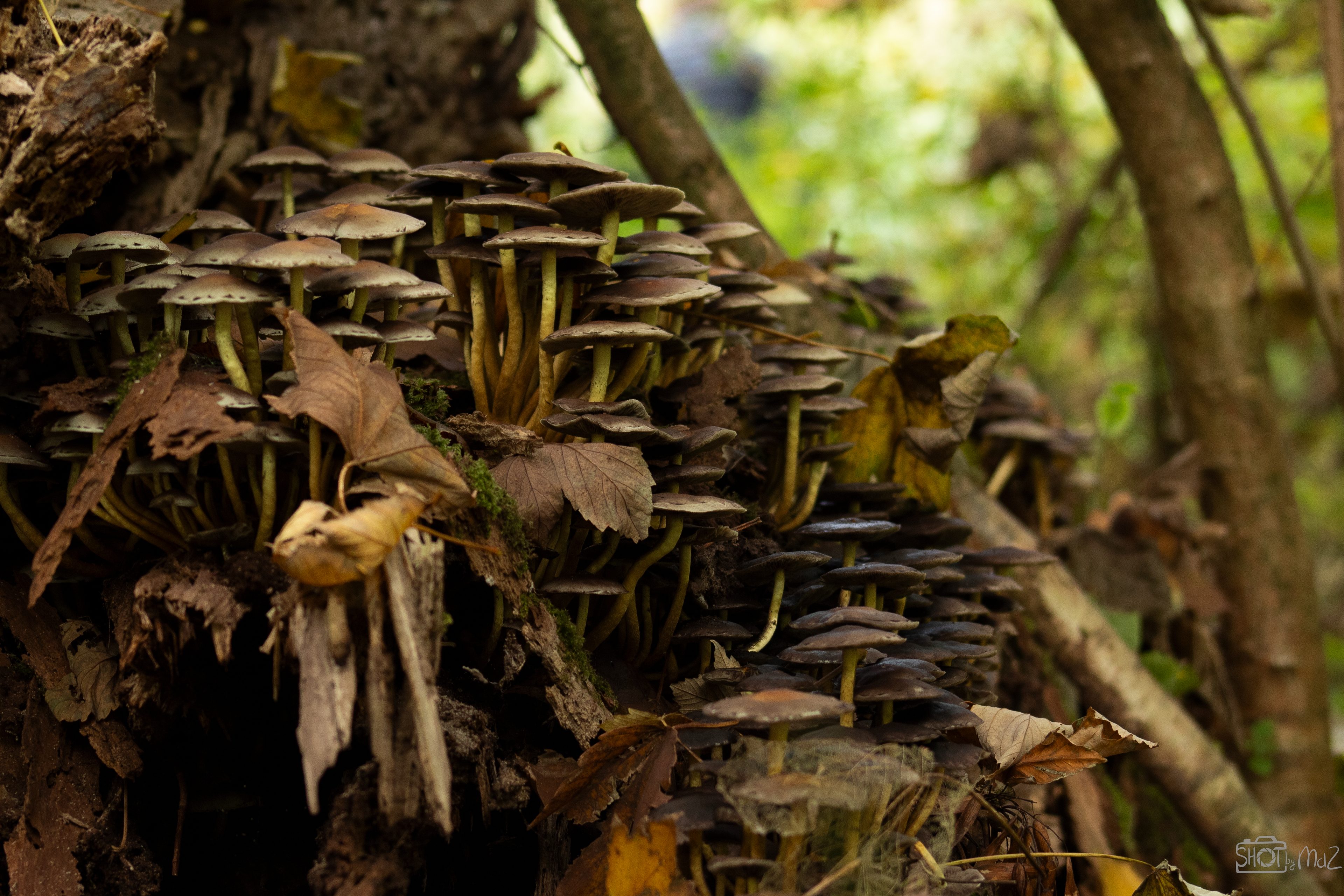 2025 - Oktober - Schollebos