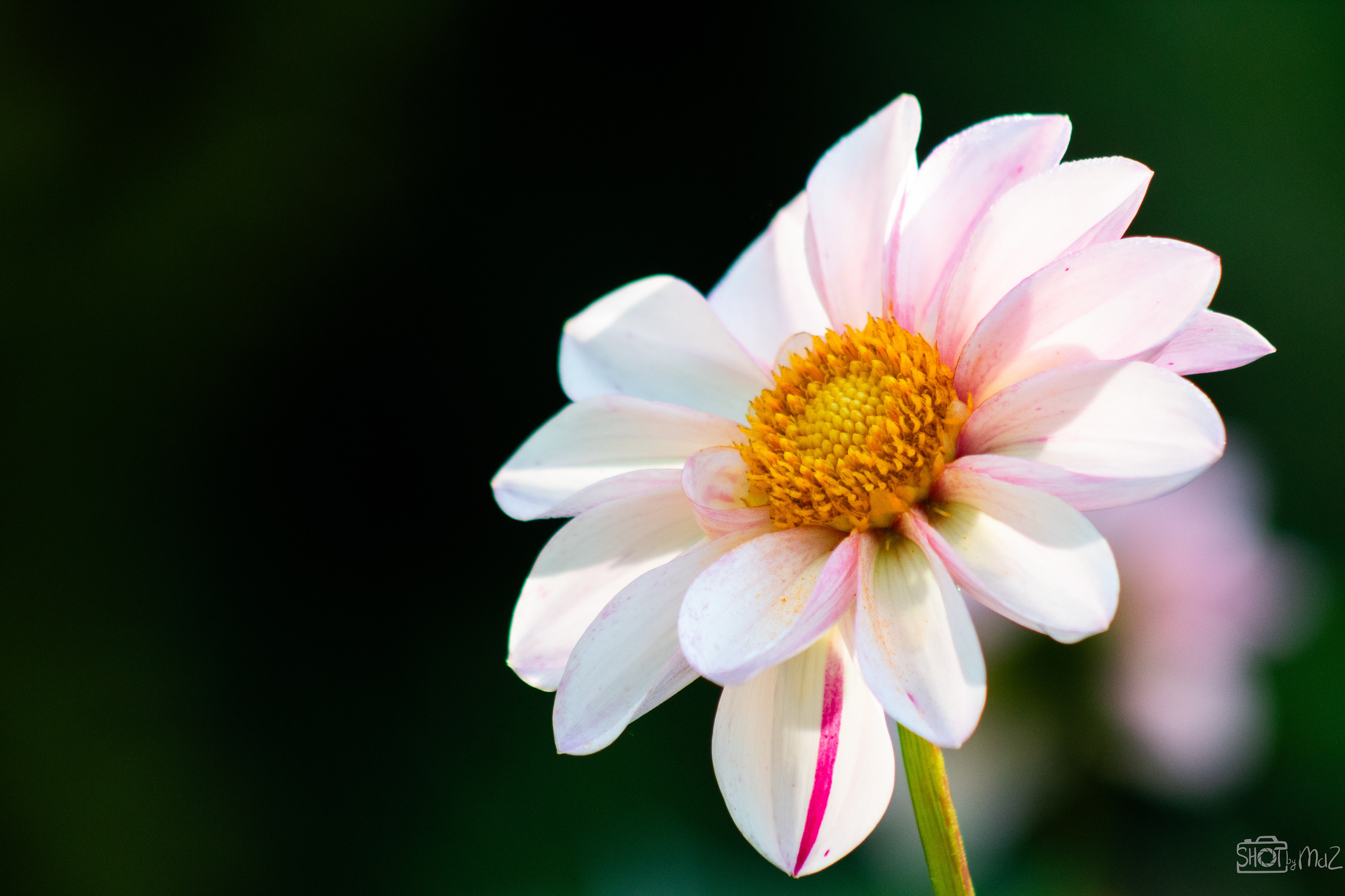 2025 - September - Trompenburg botanische tuin