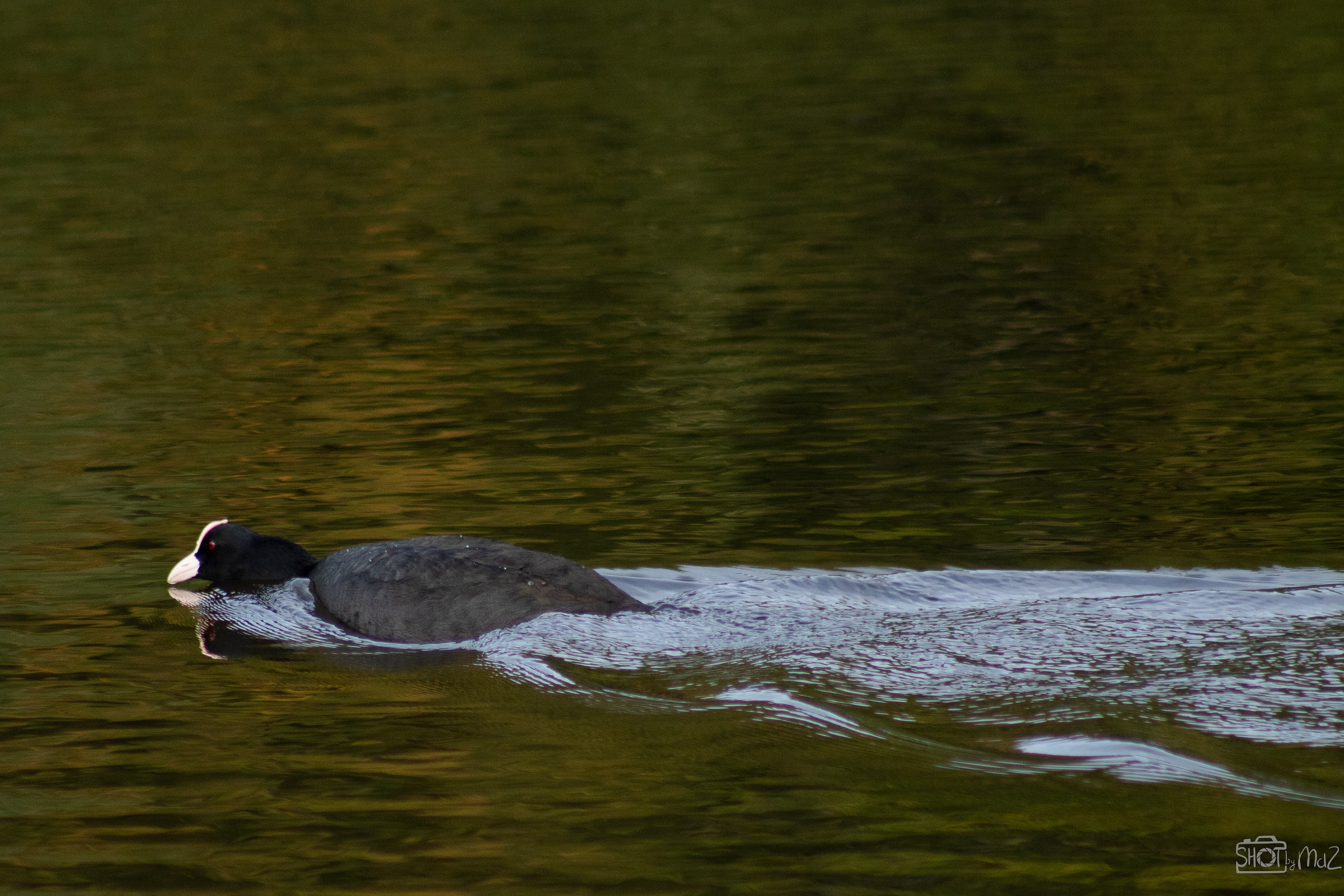 2025 - Oktober - Schollebos