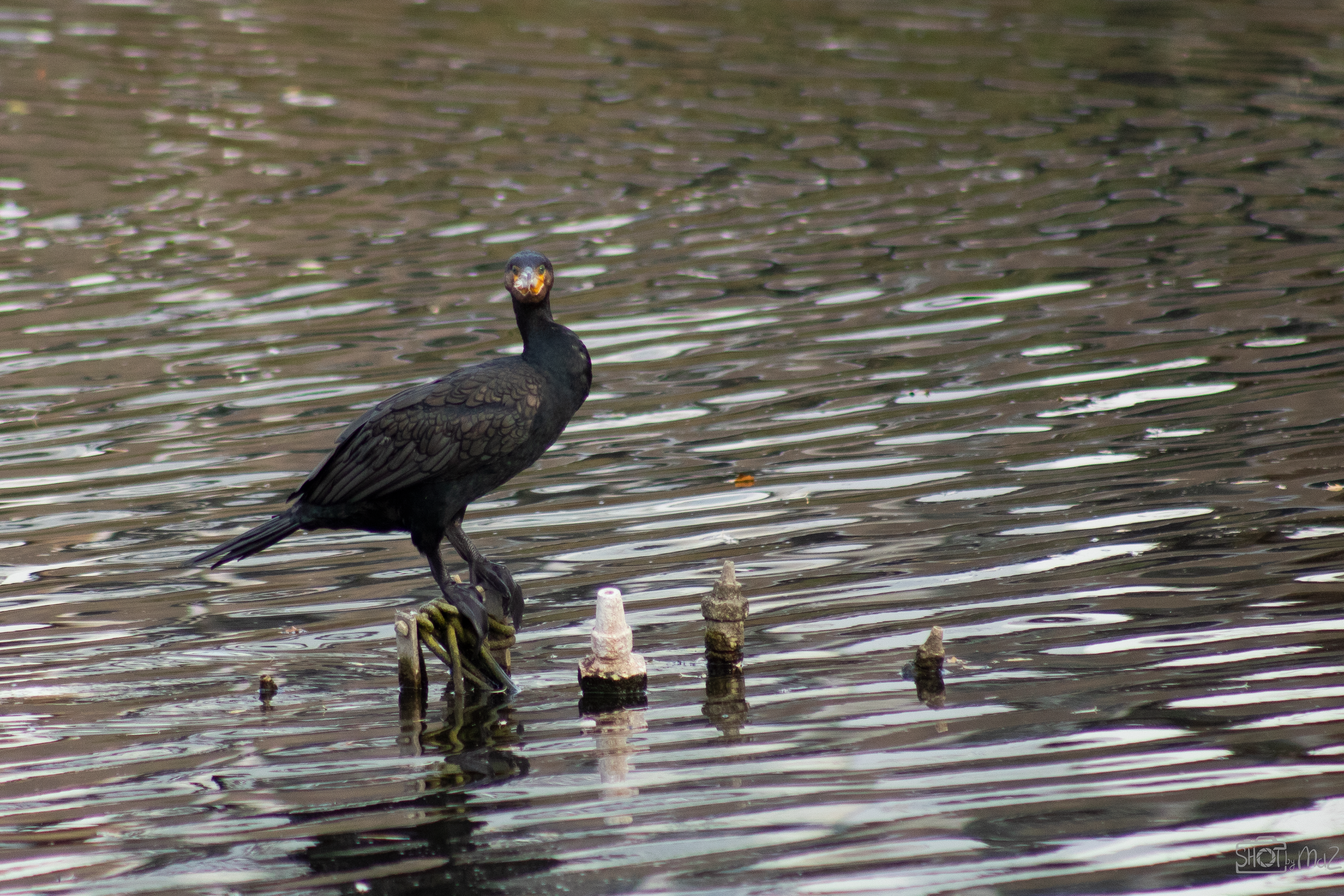 2025 - Oktober - Schollebos