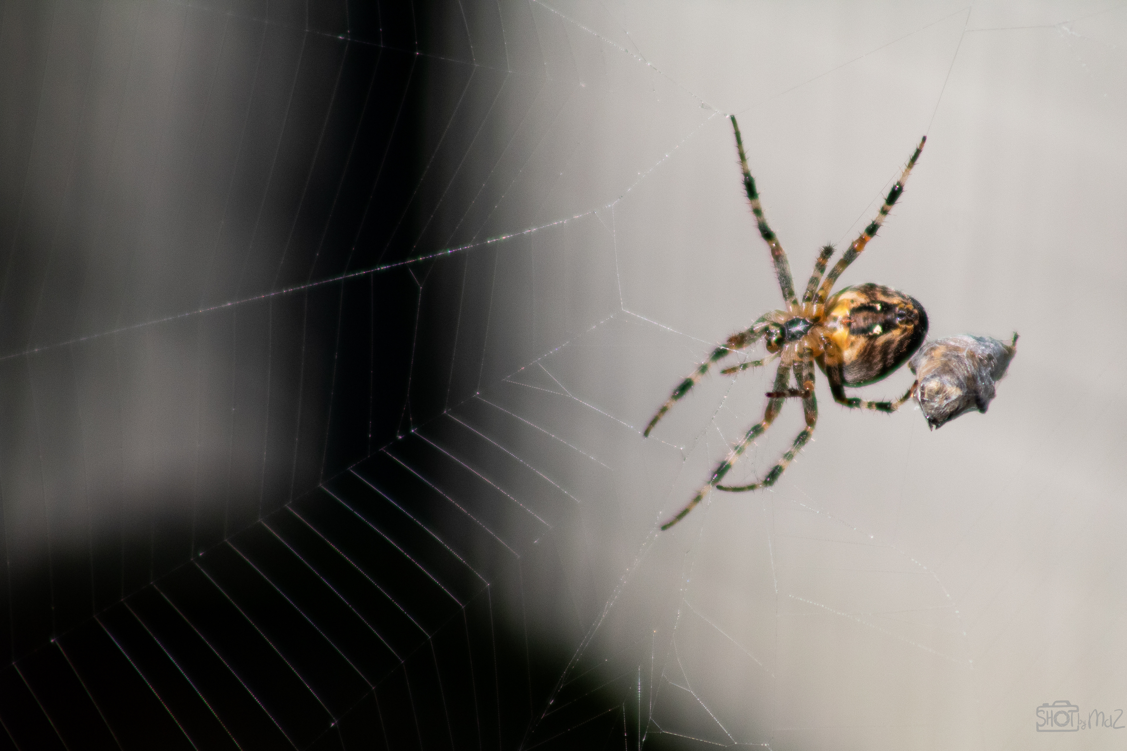 2025 - September - Trompenburg botanische tuin