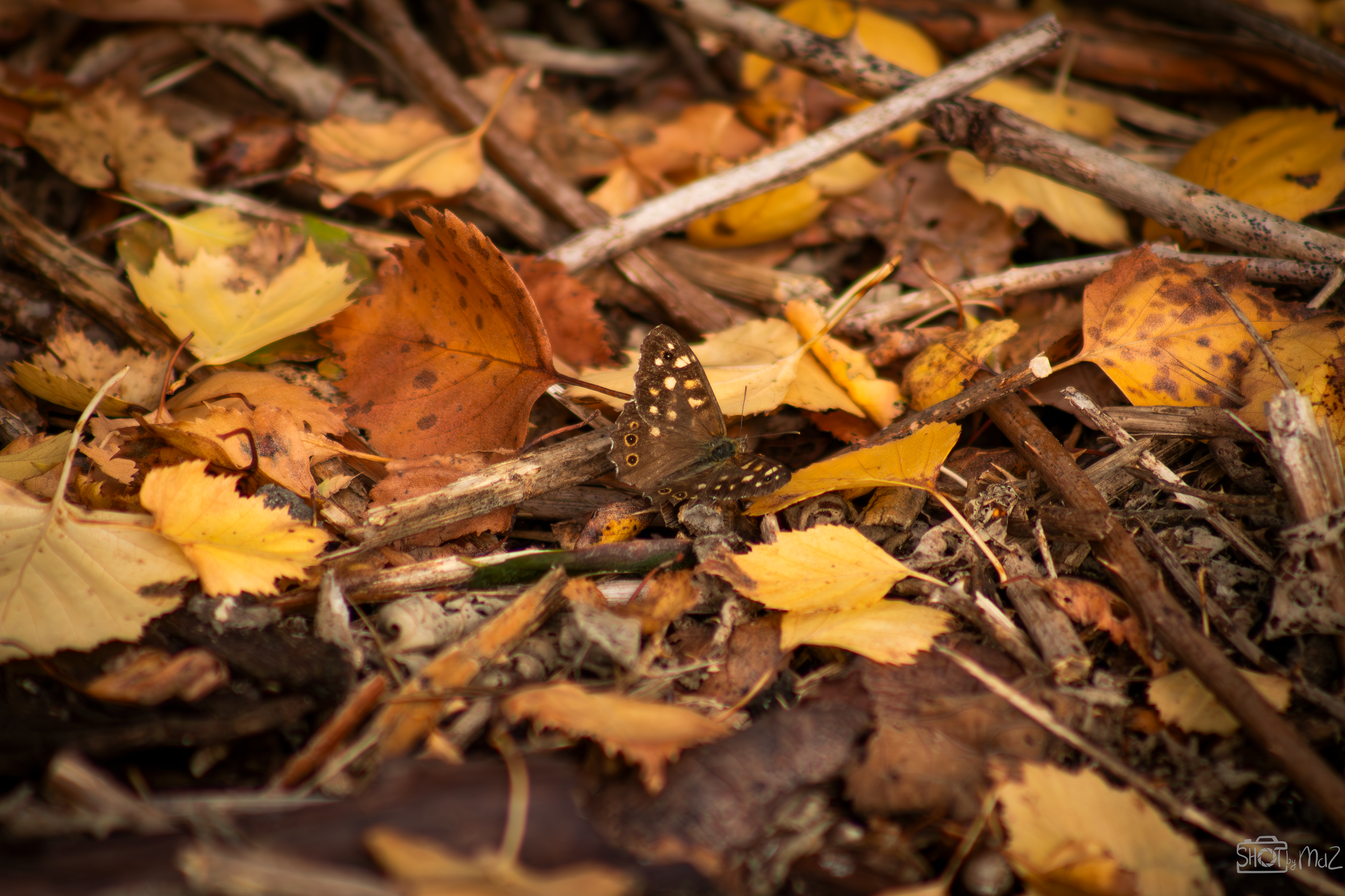 2025 - Oktober - Schollebos