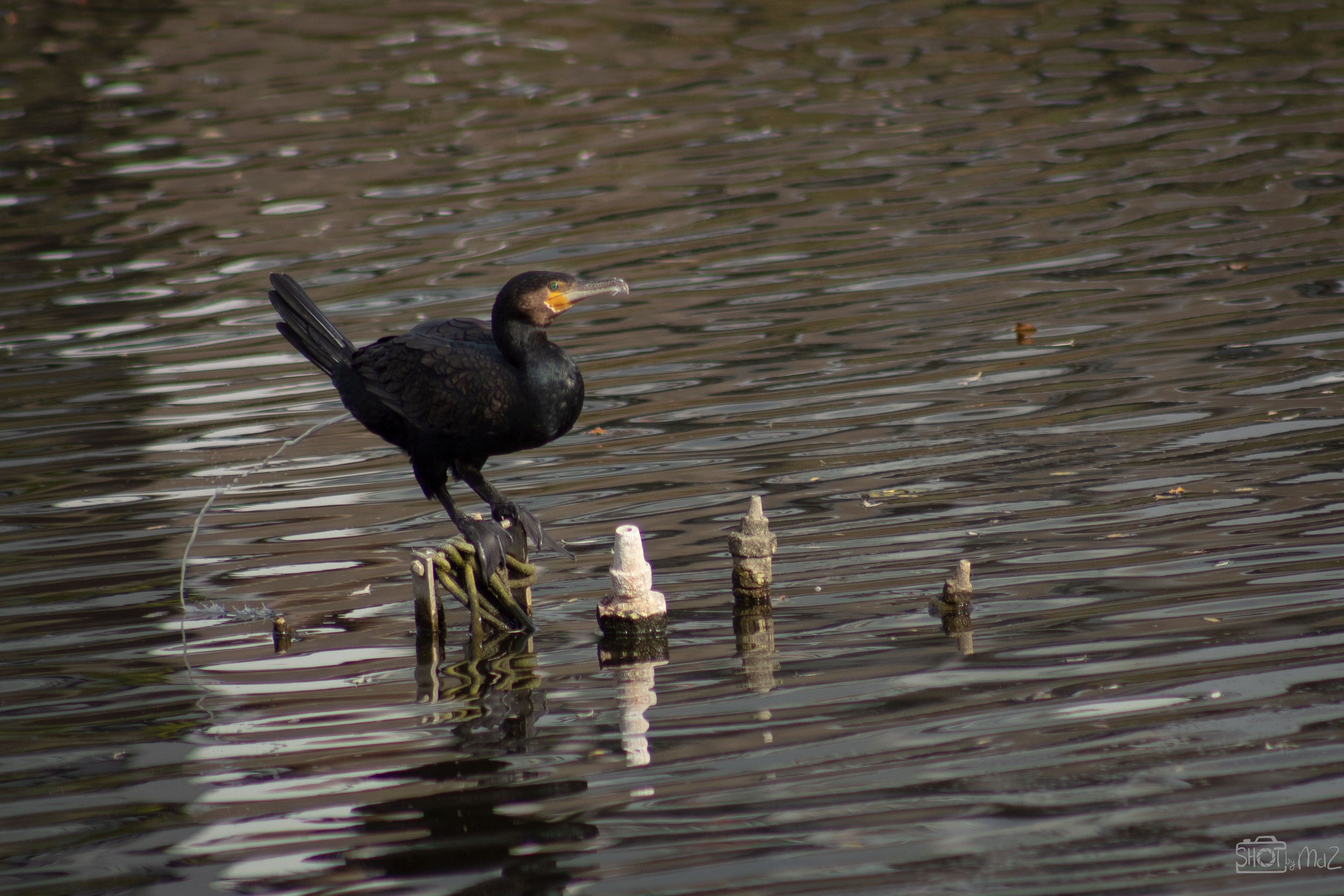 2025 - Oktober - Schollebos