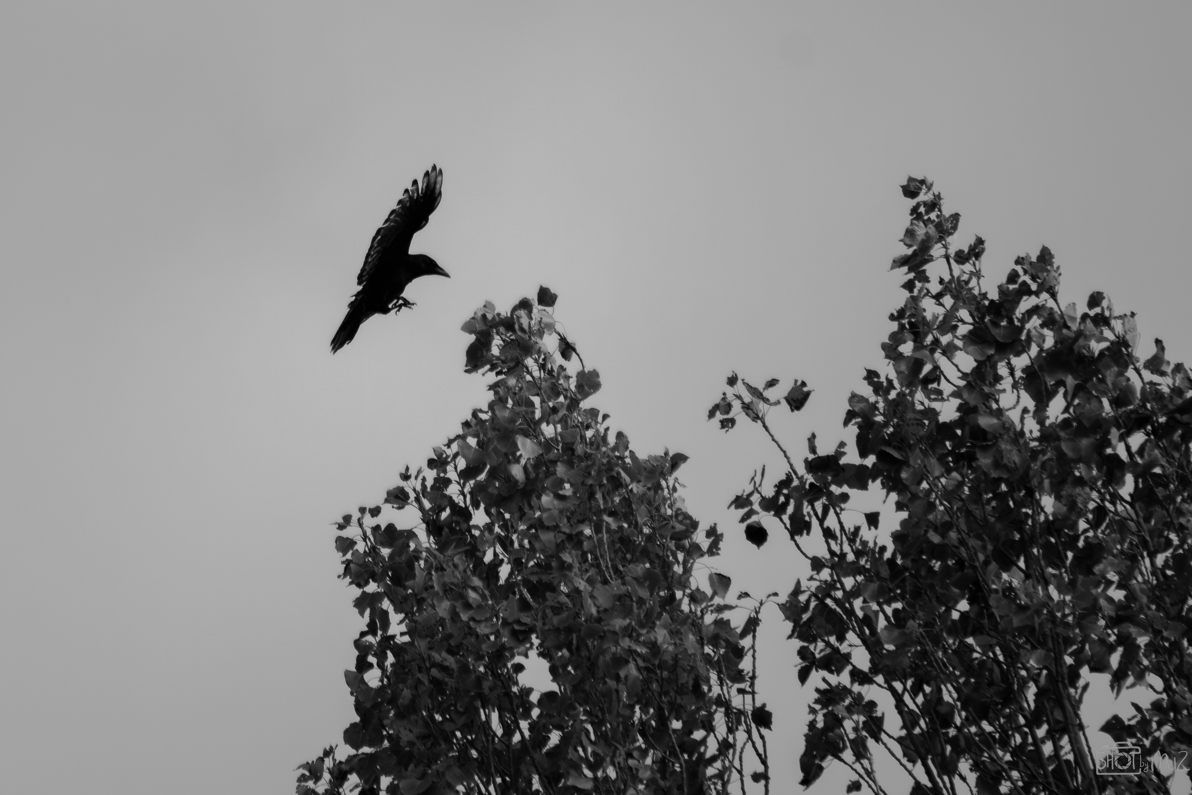 2025 - Oktober - Schollebos