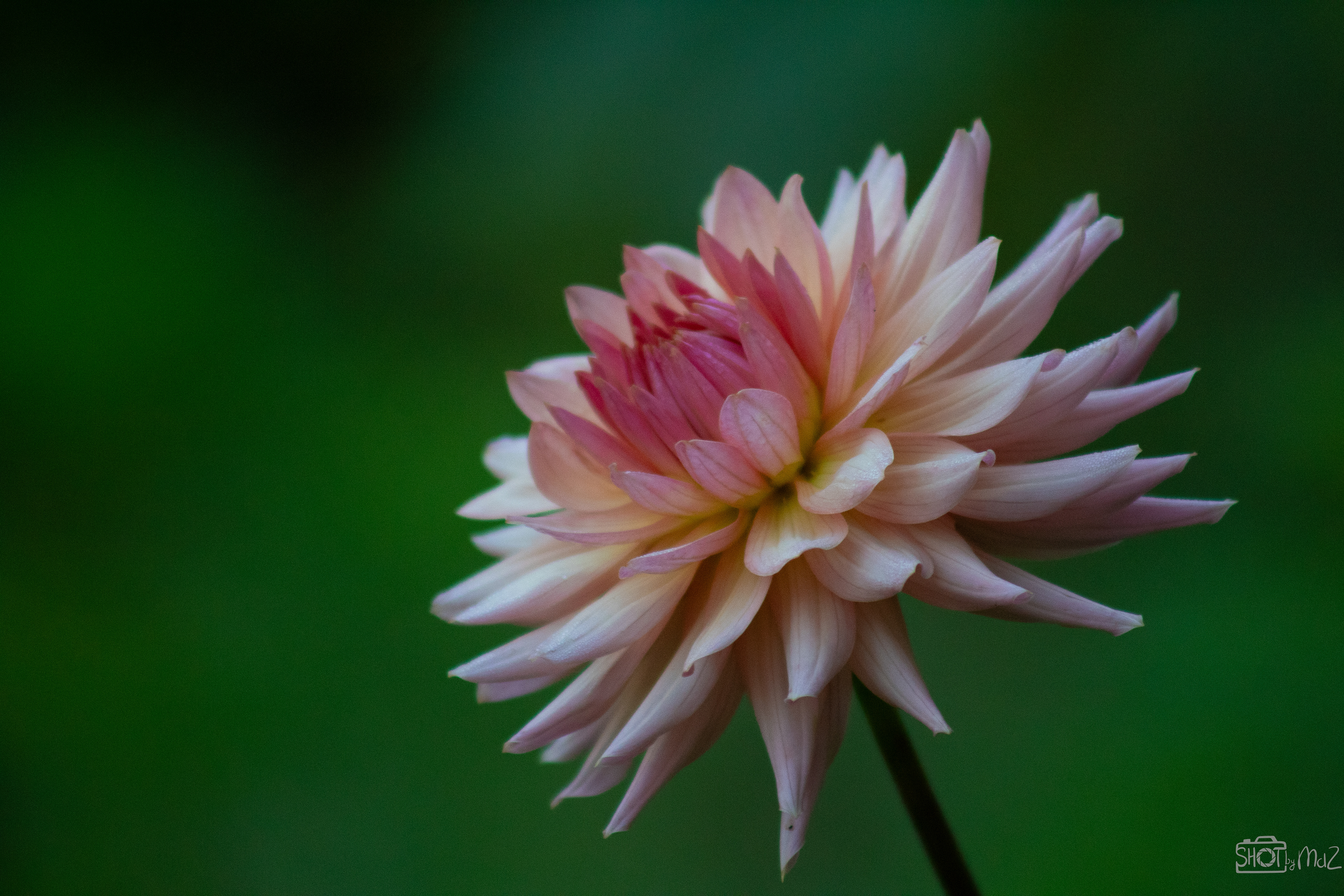2025 - September - Trompenburg botanische tuin