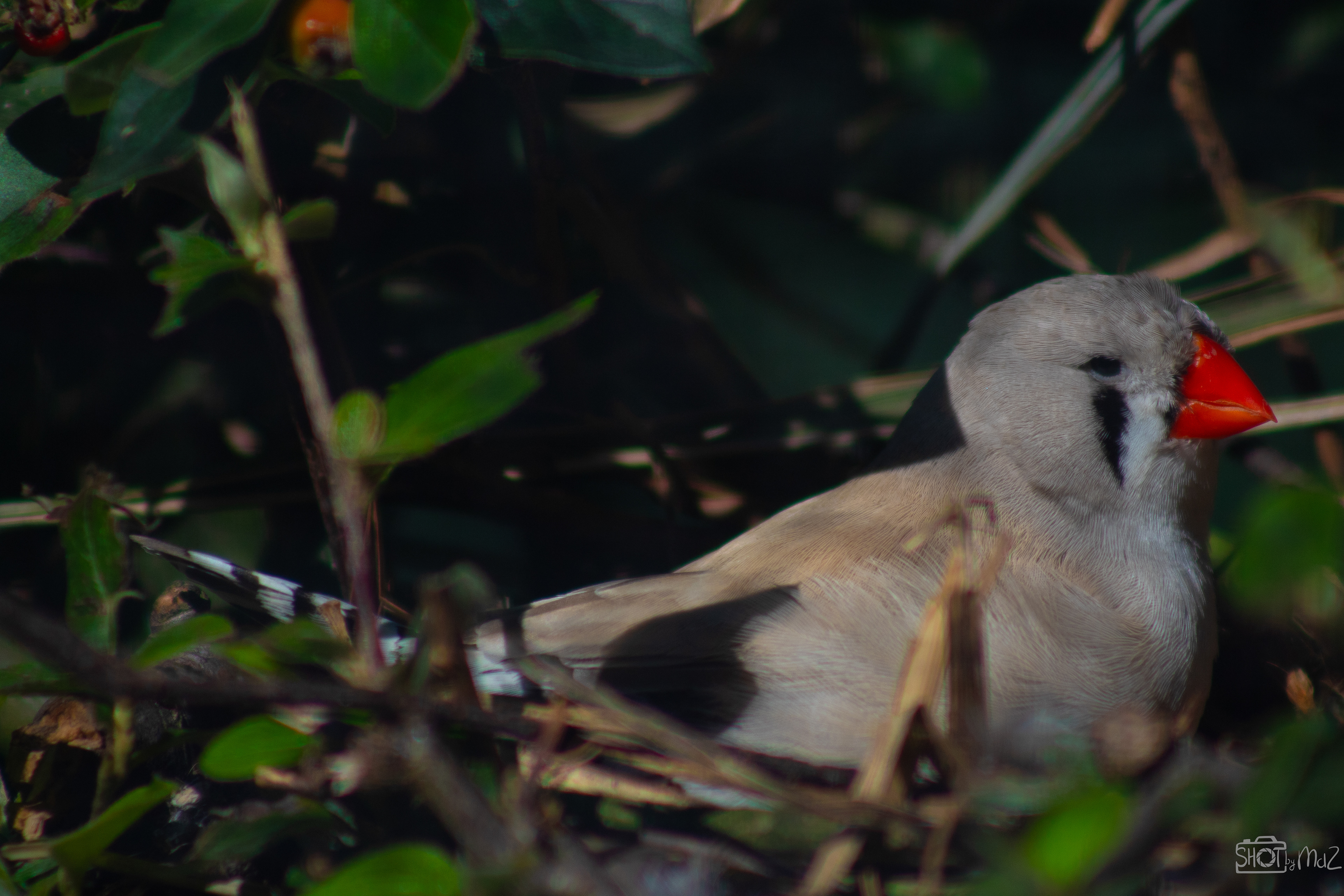 2025 - September - Trompenburg botanische tuin