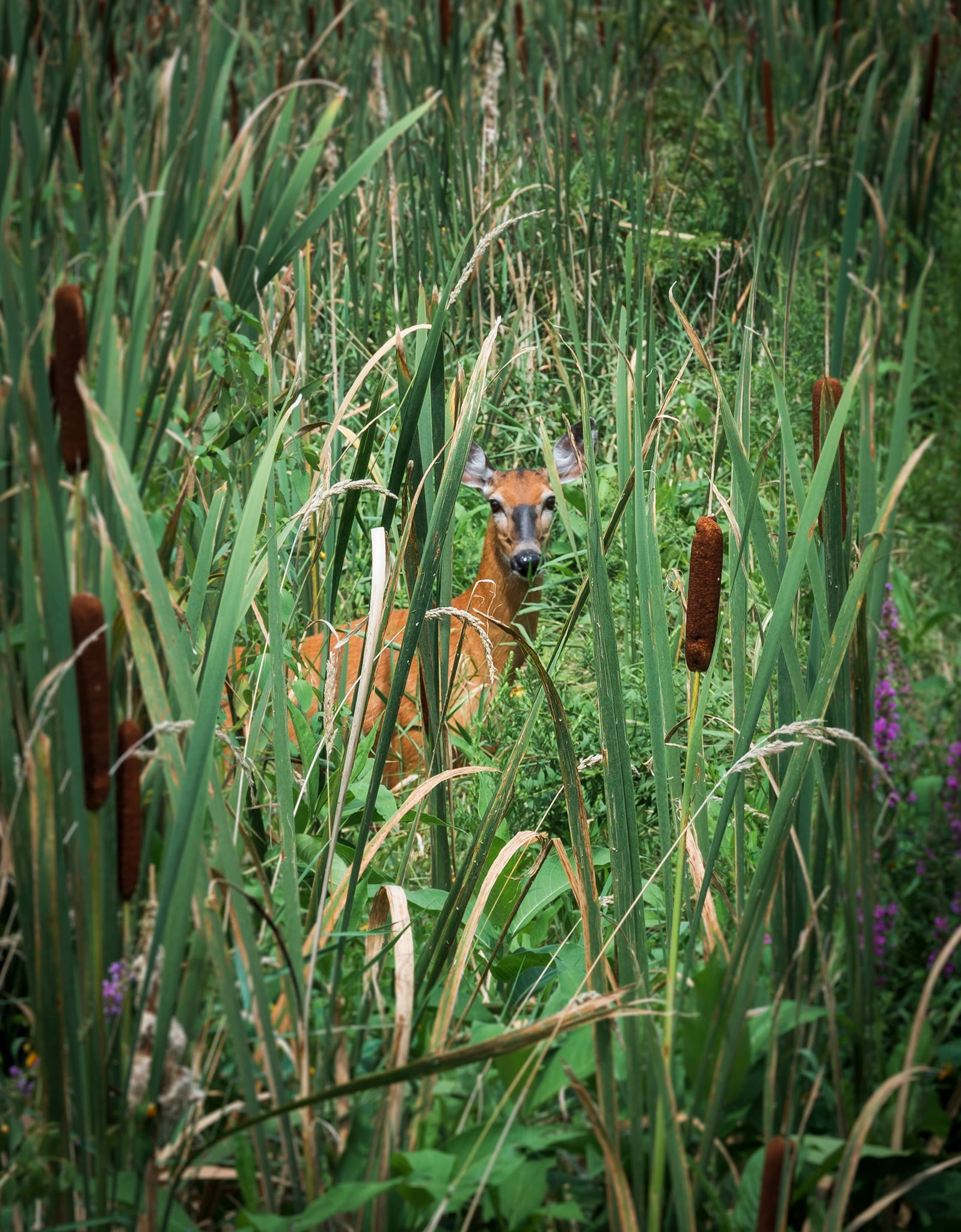 Concord, 2024 | Nikon Z5 + Nikkor Z 24-70mm F/4 S