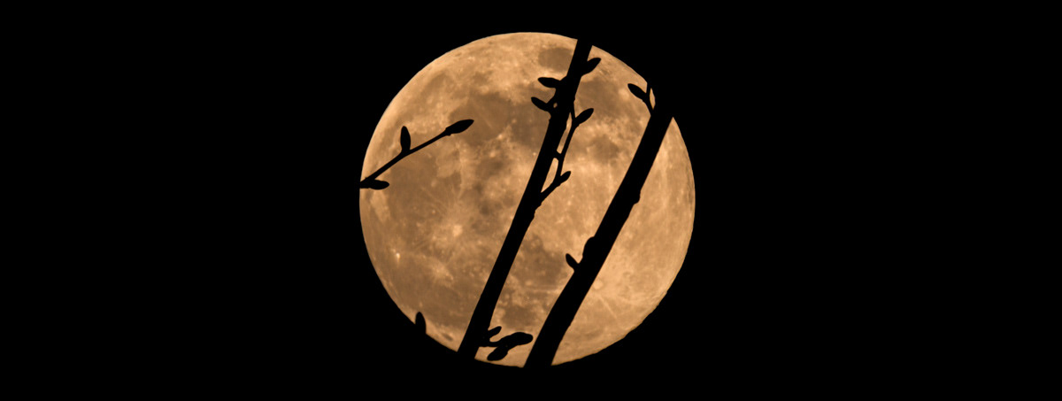Maple buds silhouetted against the Flower Moon © Irwin Seidman