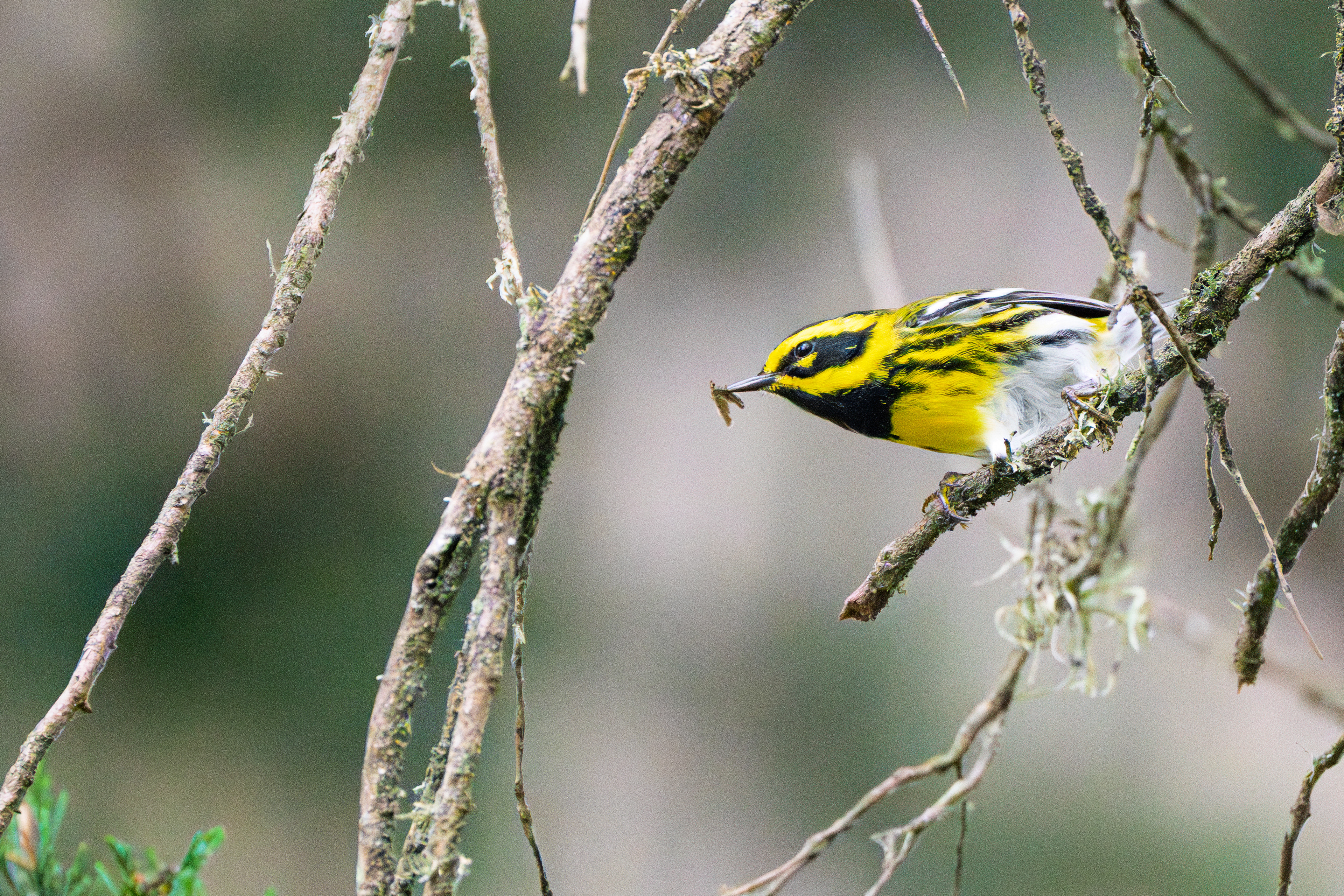 Townsend's Warbler