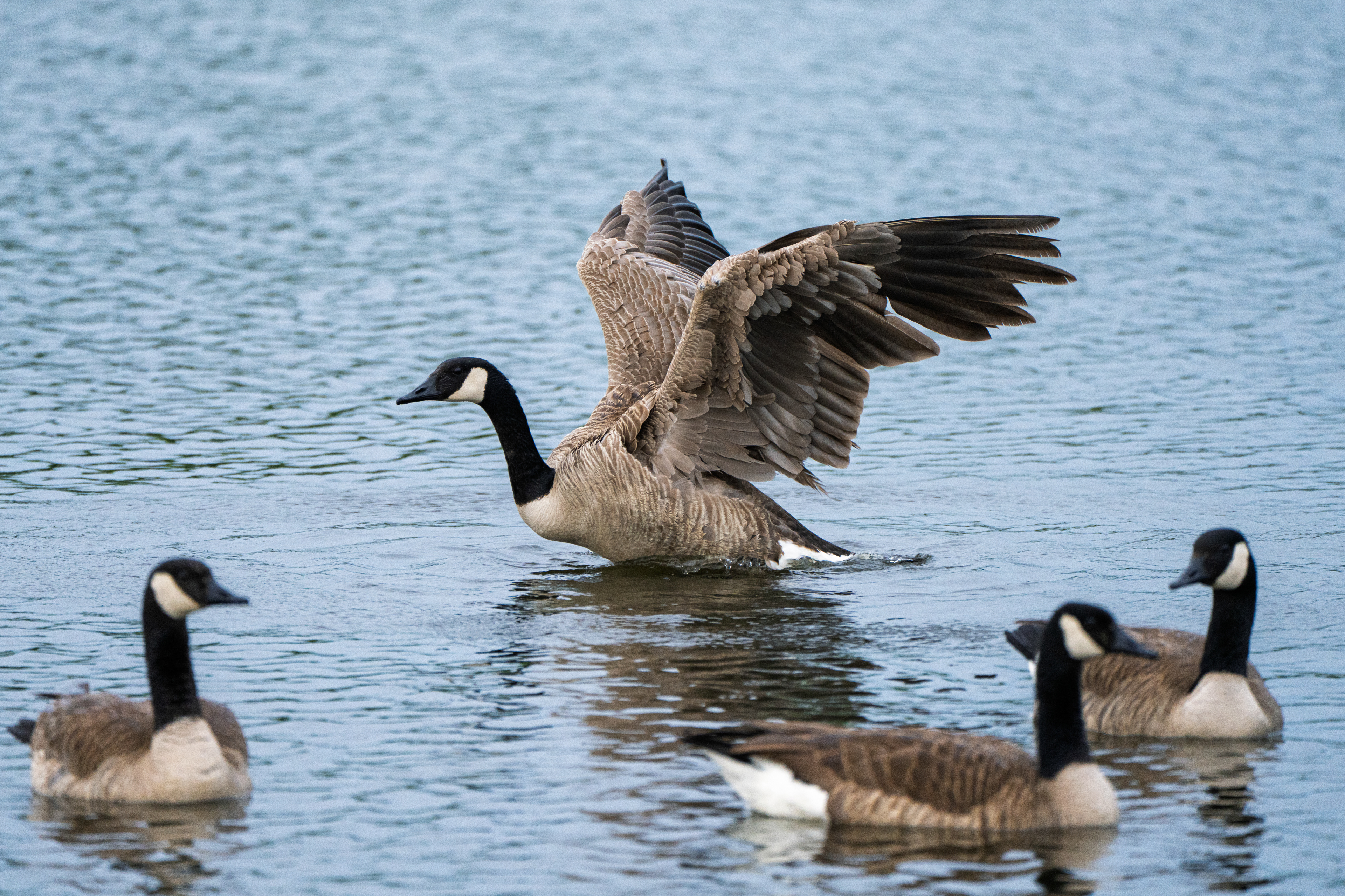 Canada Geese