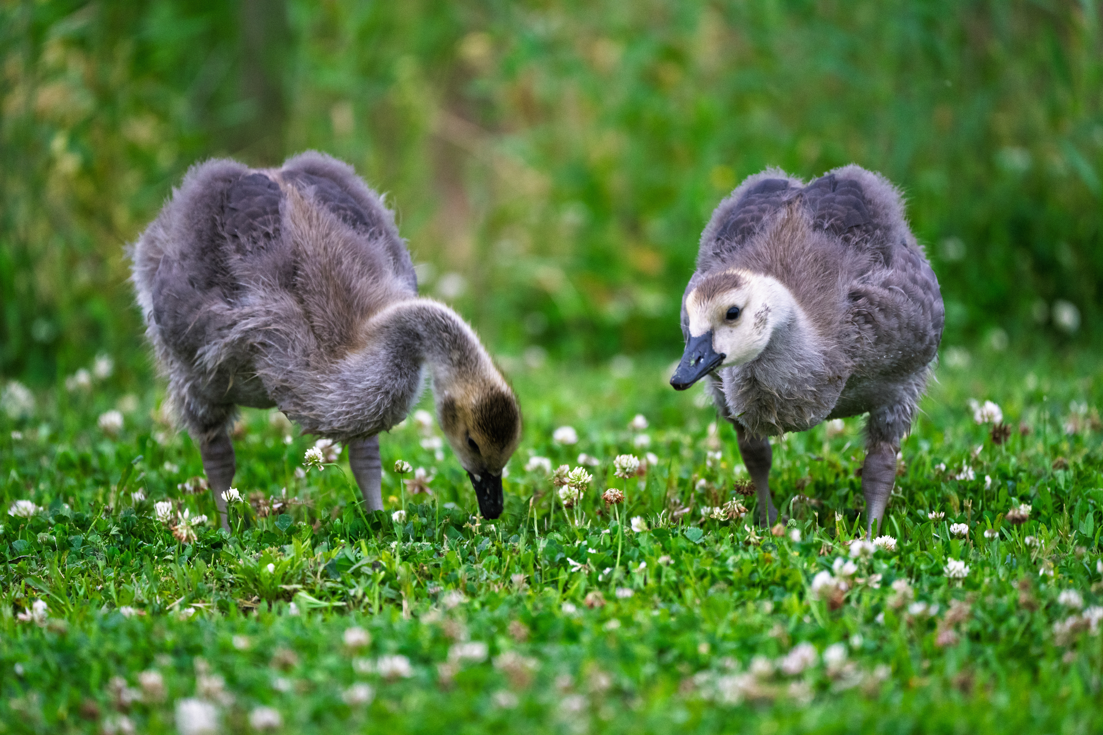 Baby Canada Geese