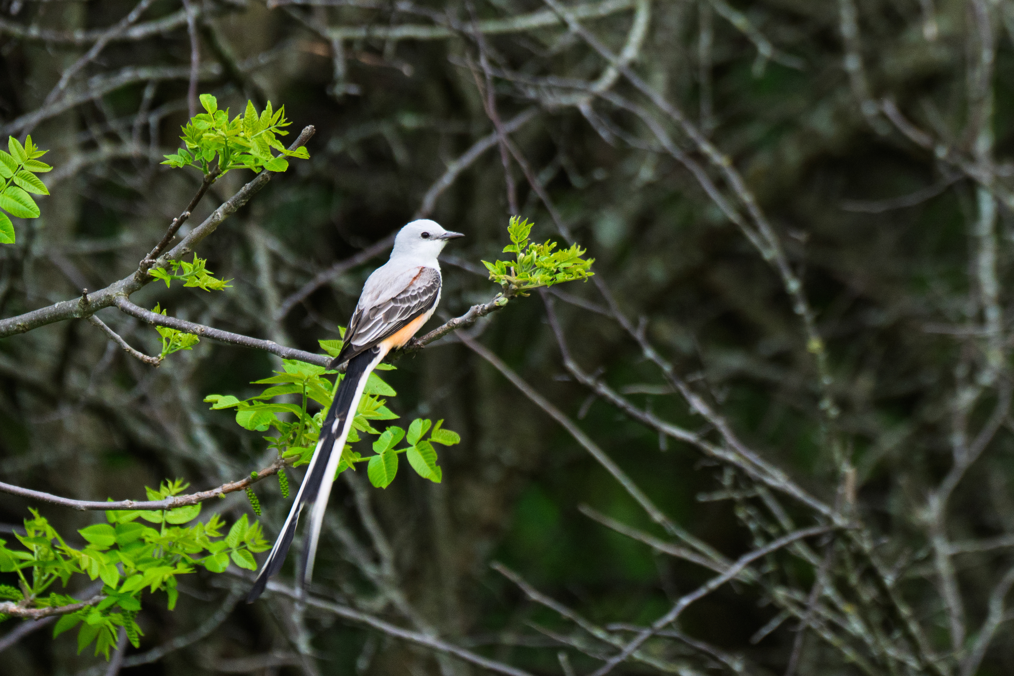 Scissor-tailed Flycatcher