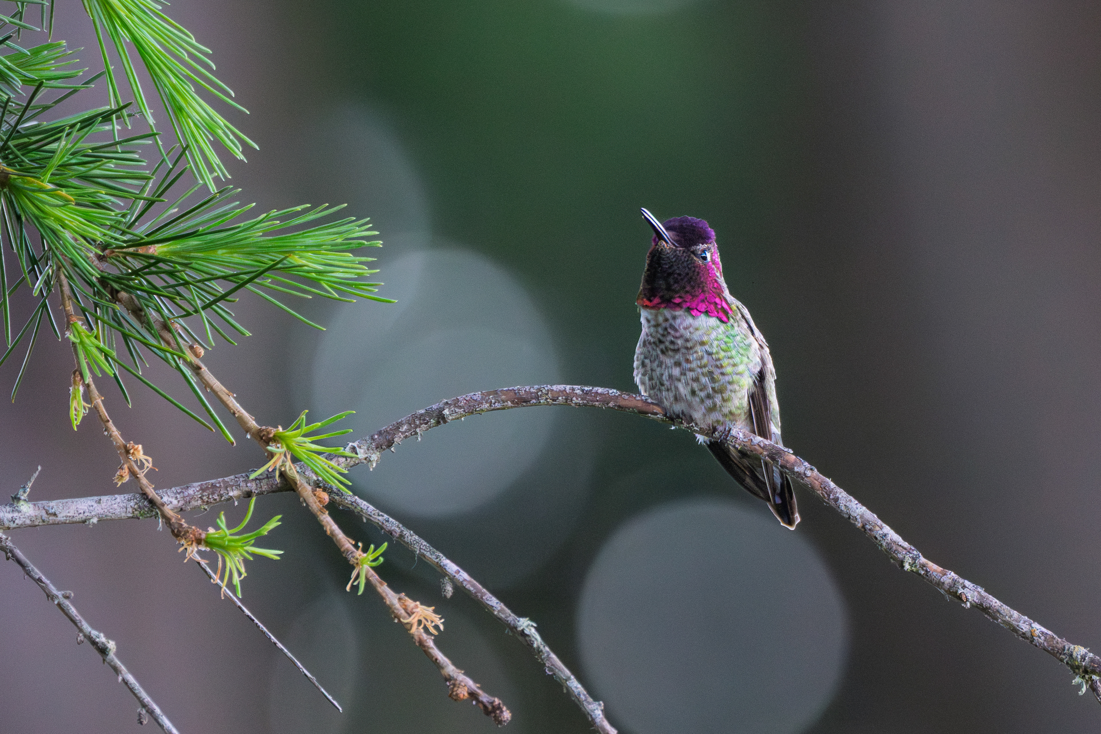 Anna's Hummingbird