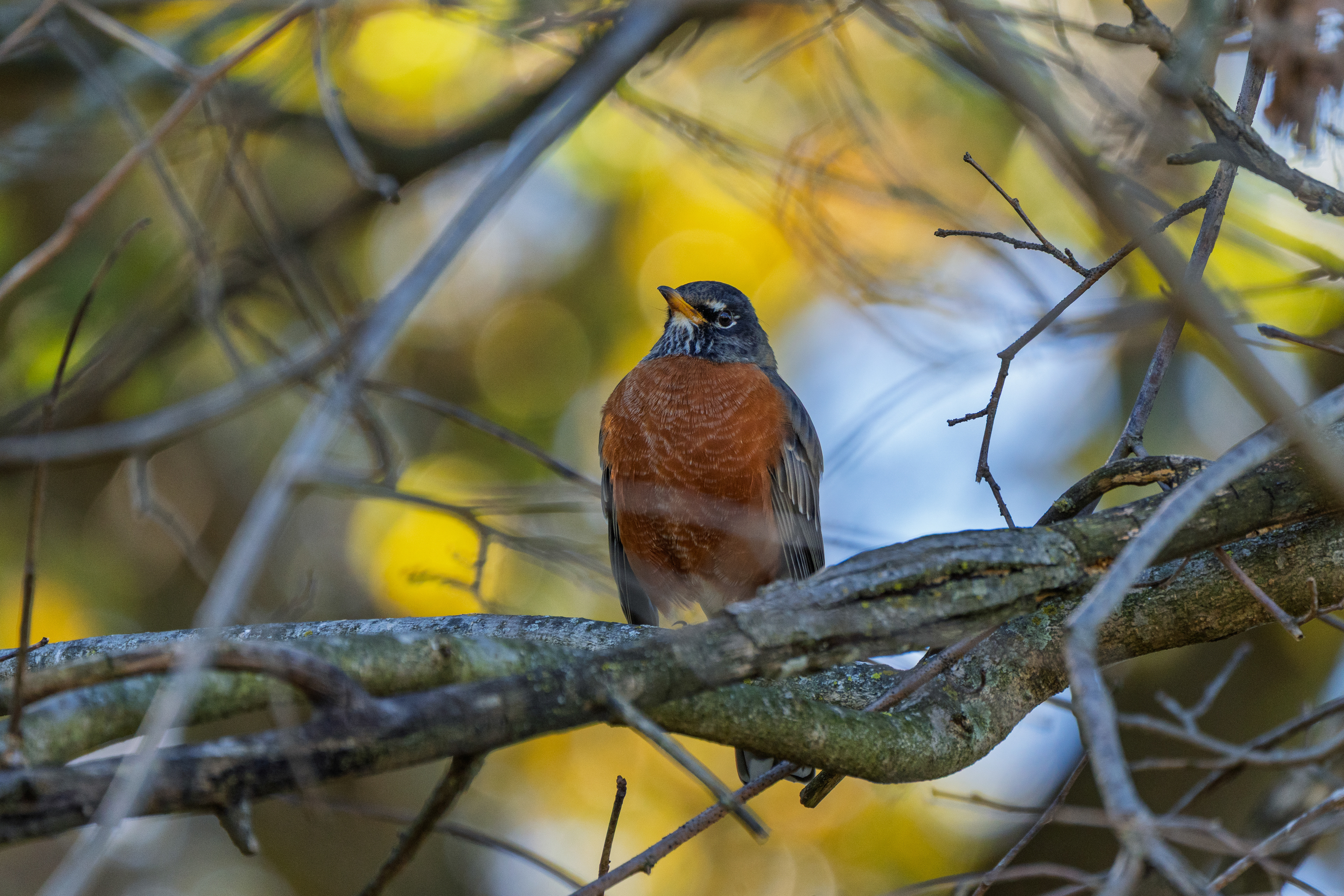 American Robin