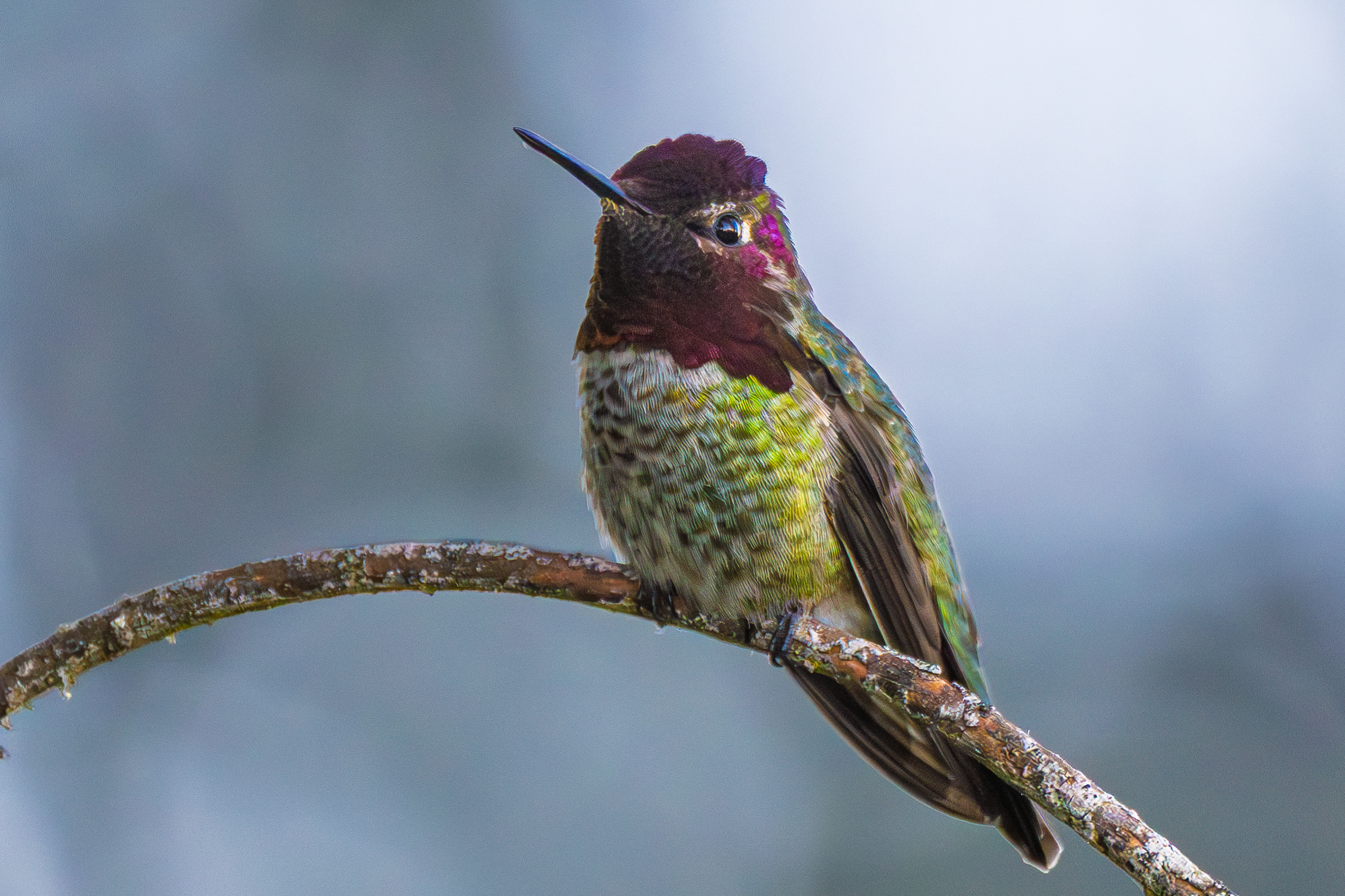 Anna's Hummingbird