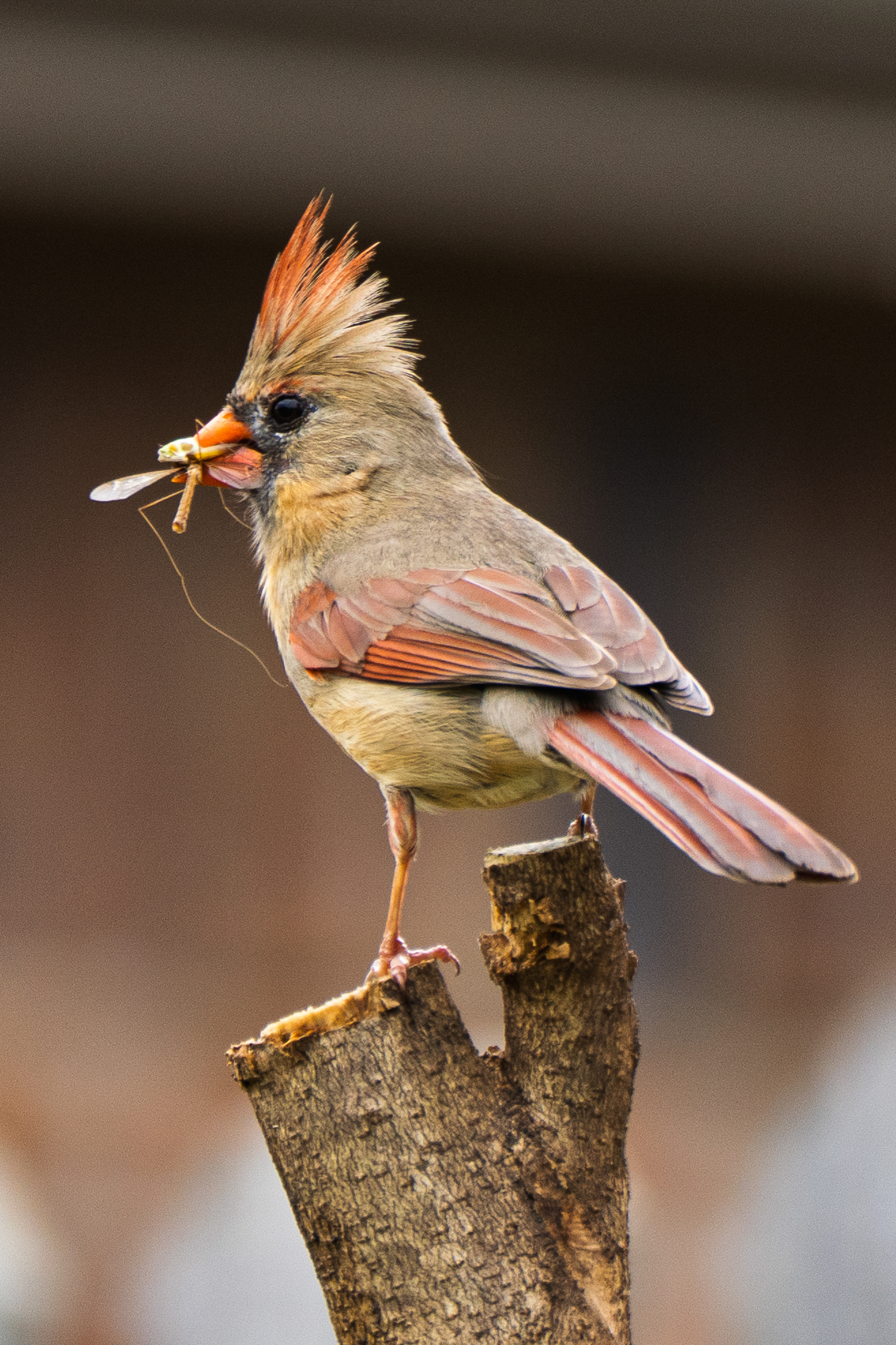Northern Cardinal