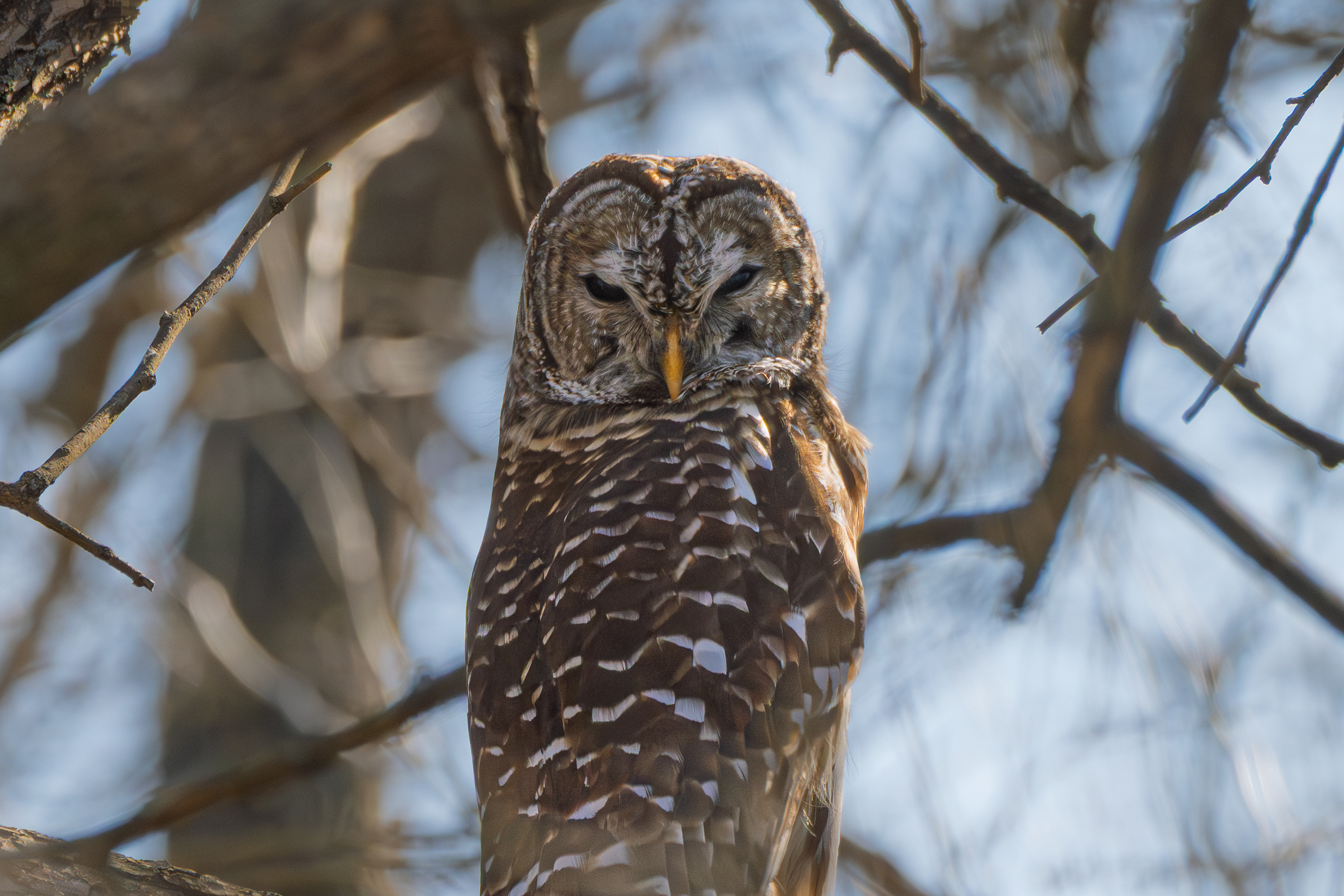 Barred Owl