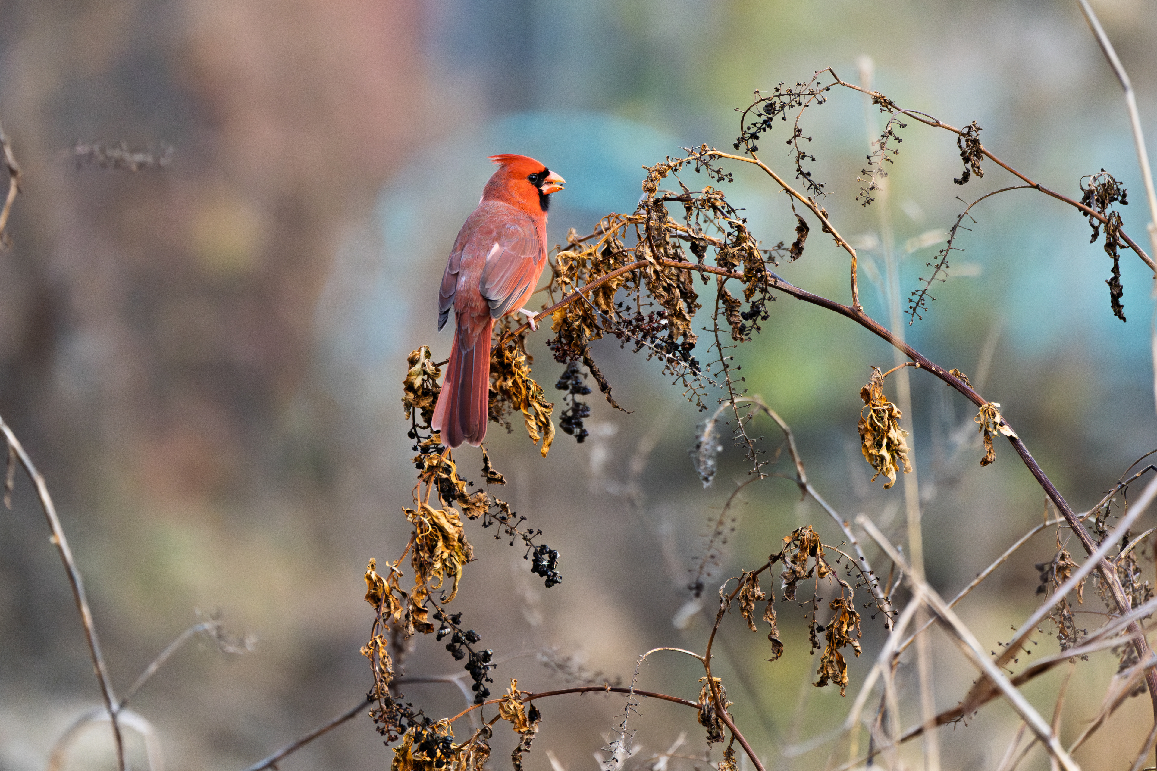 Northern Cardinal