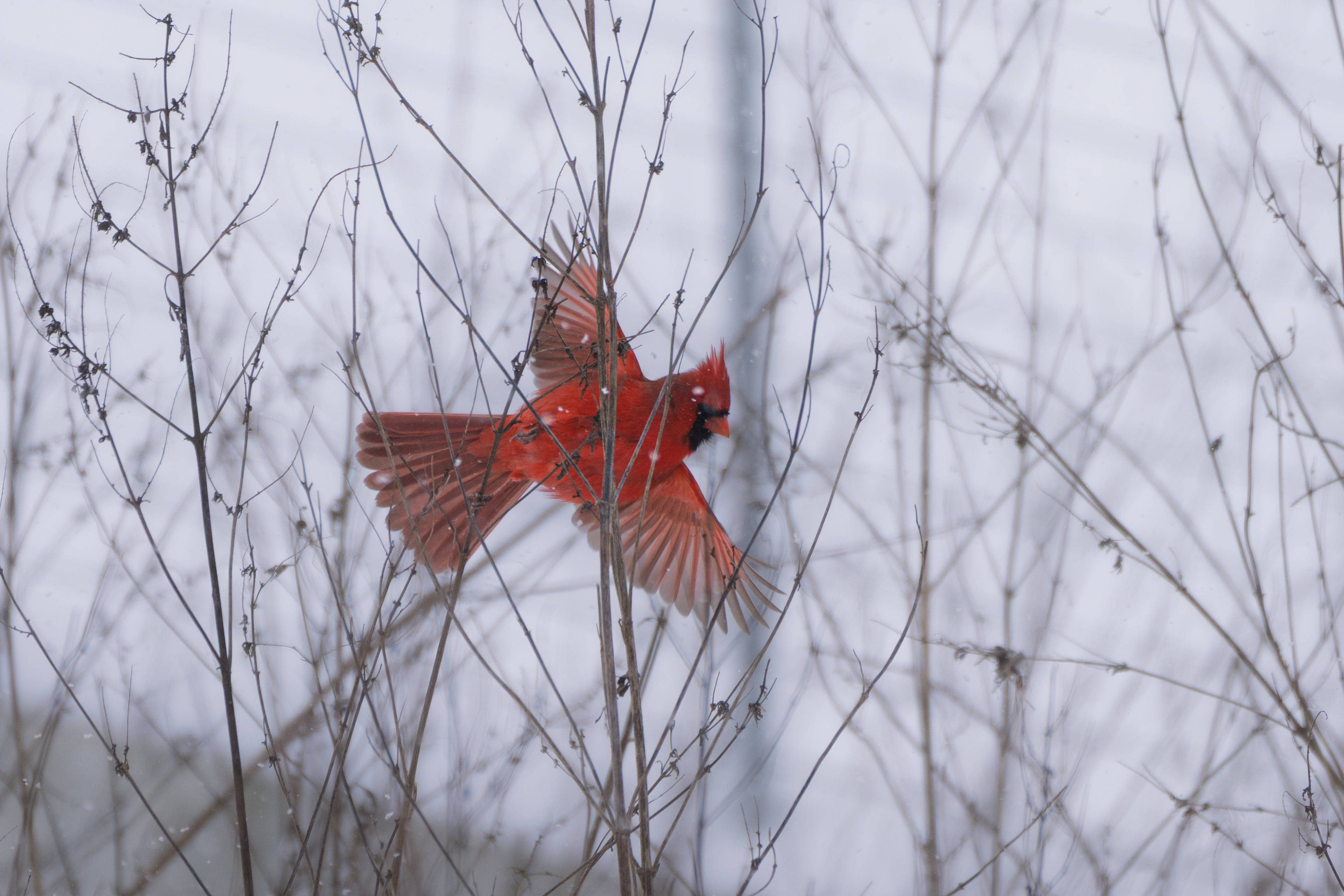 Northern Cardinal