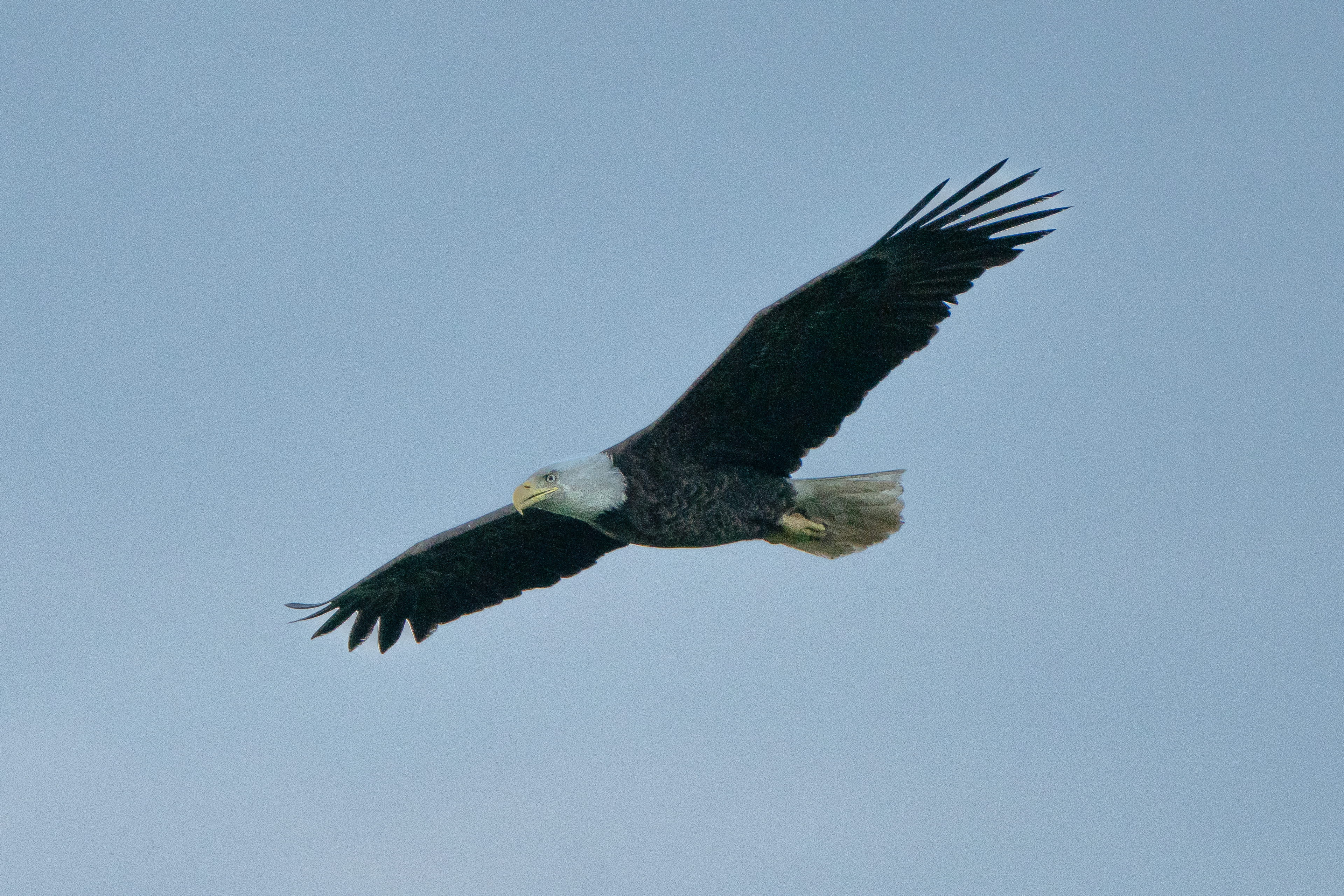 Bald Eagle in Flight