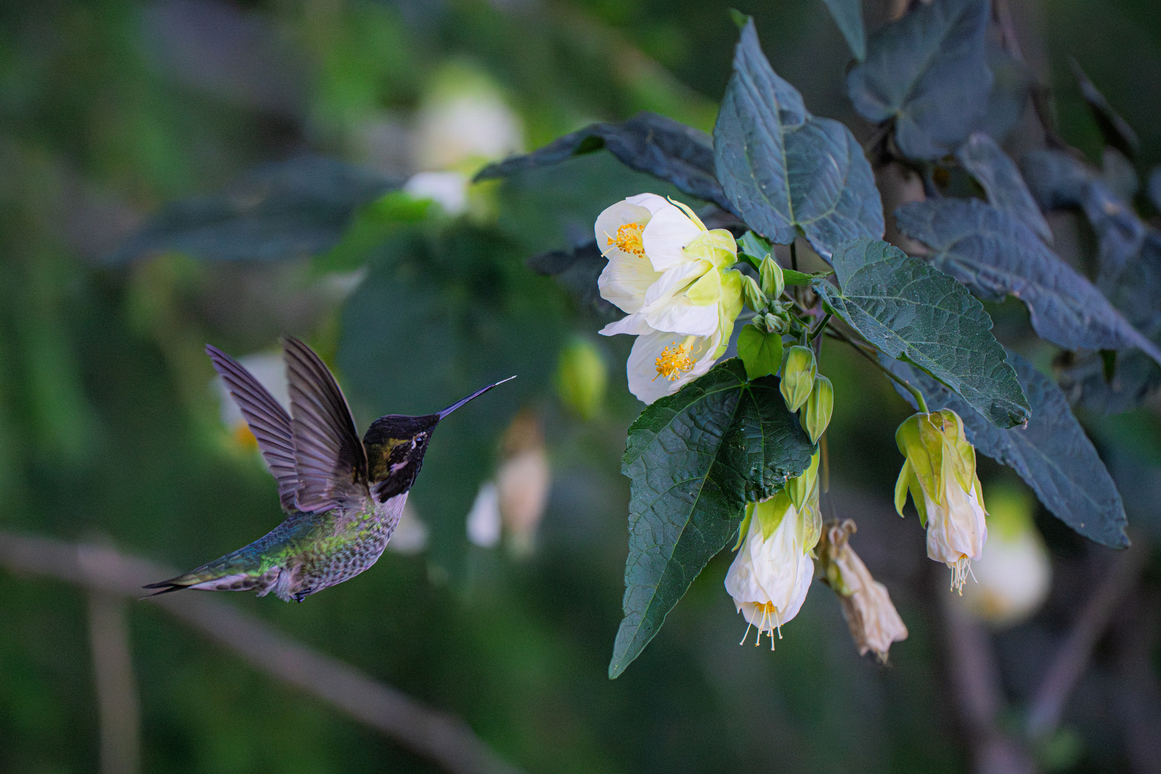 Anna's Hummingbird