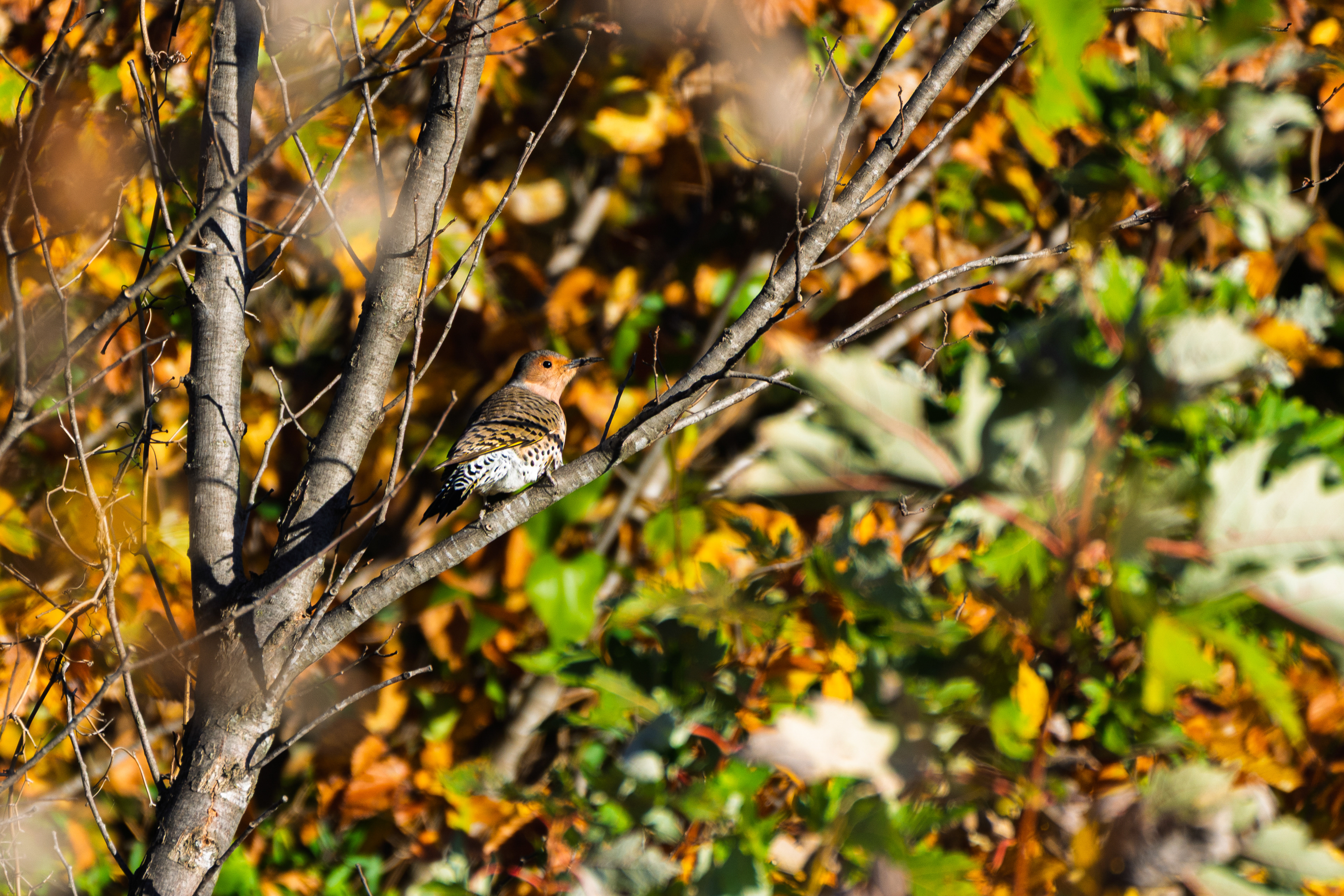 Northern Flicker
