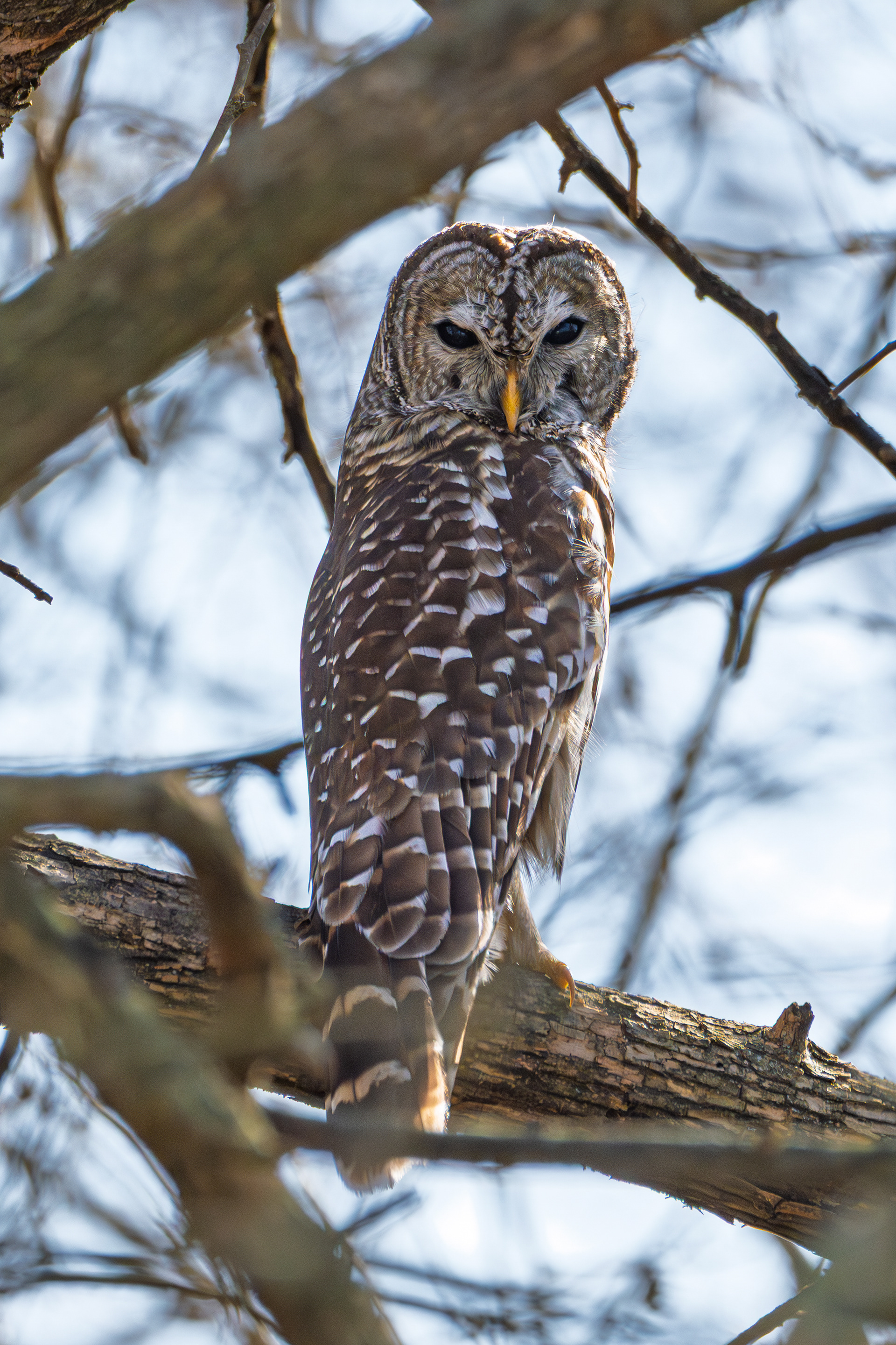 Barred Owl