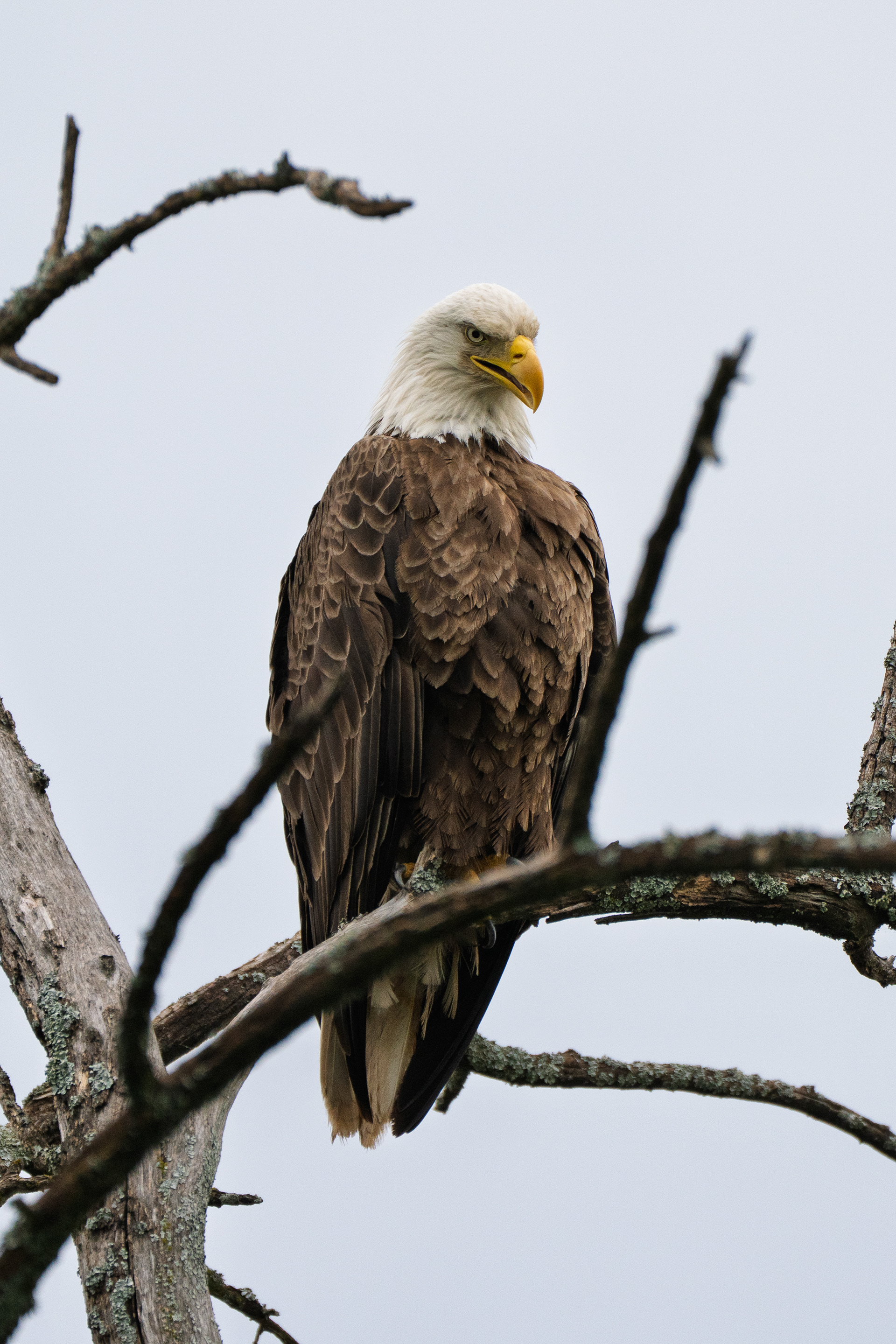 Suspicious Bald Eagle
