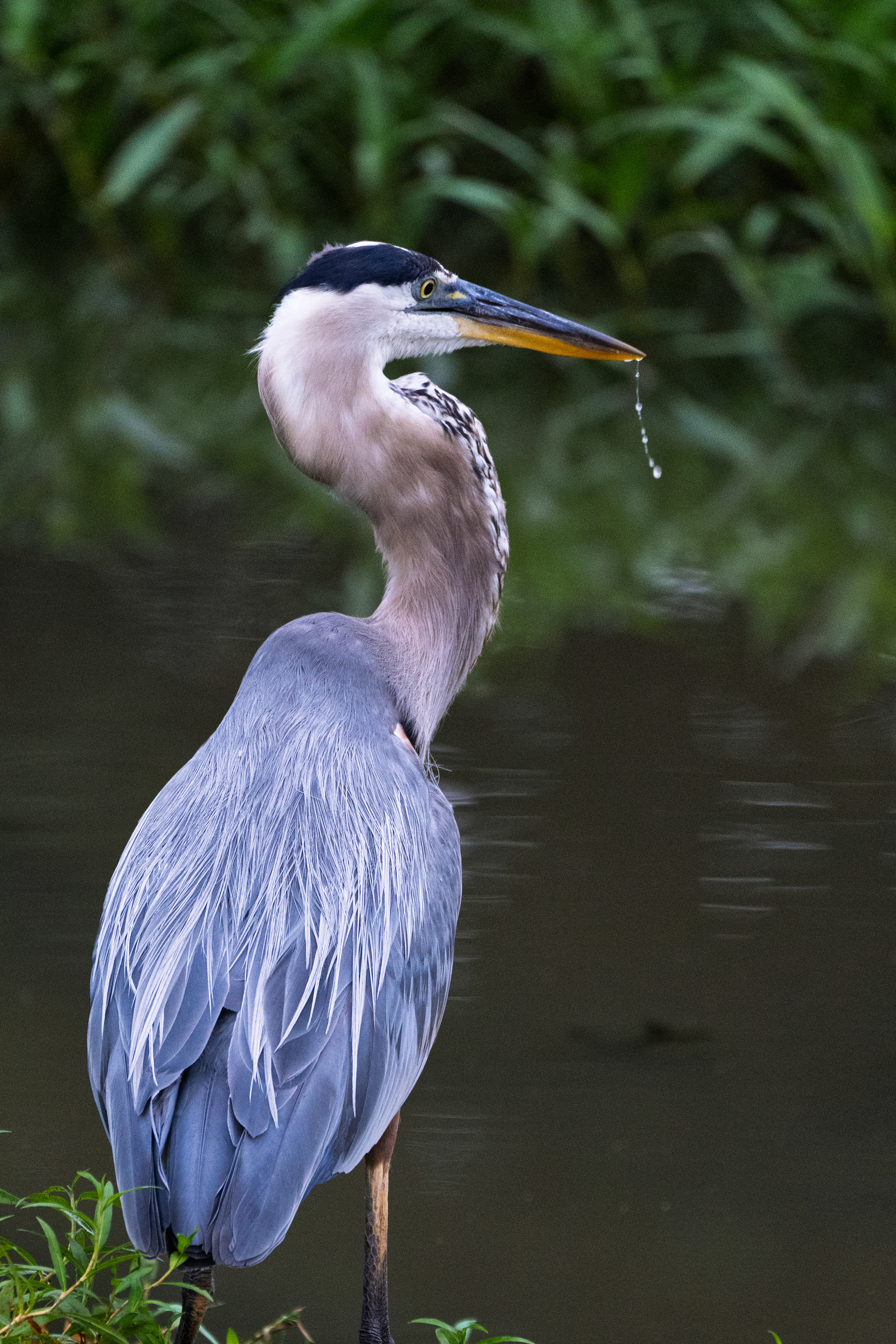 Great Blue Heron
