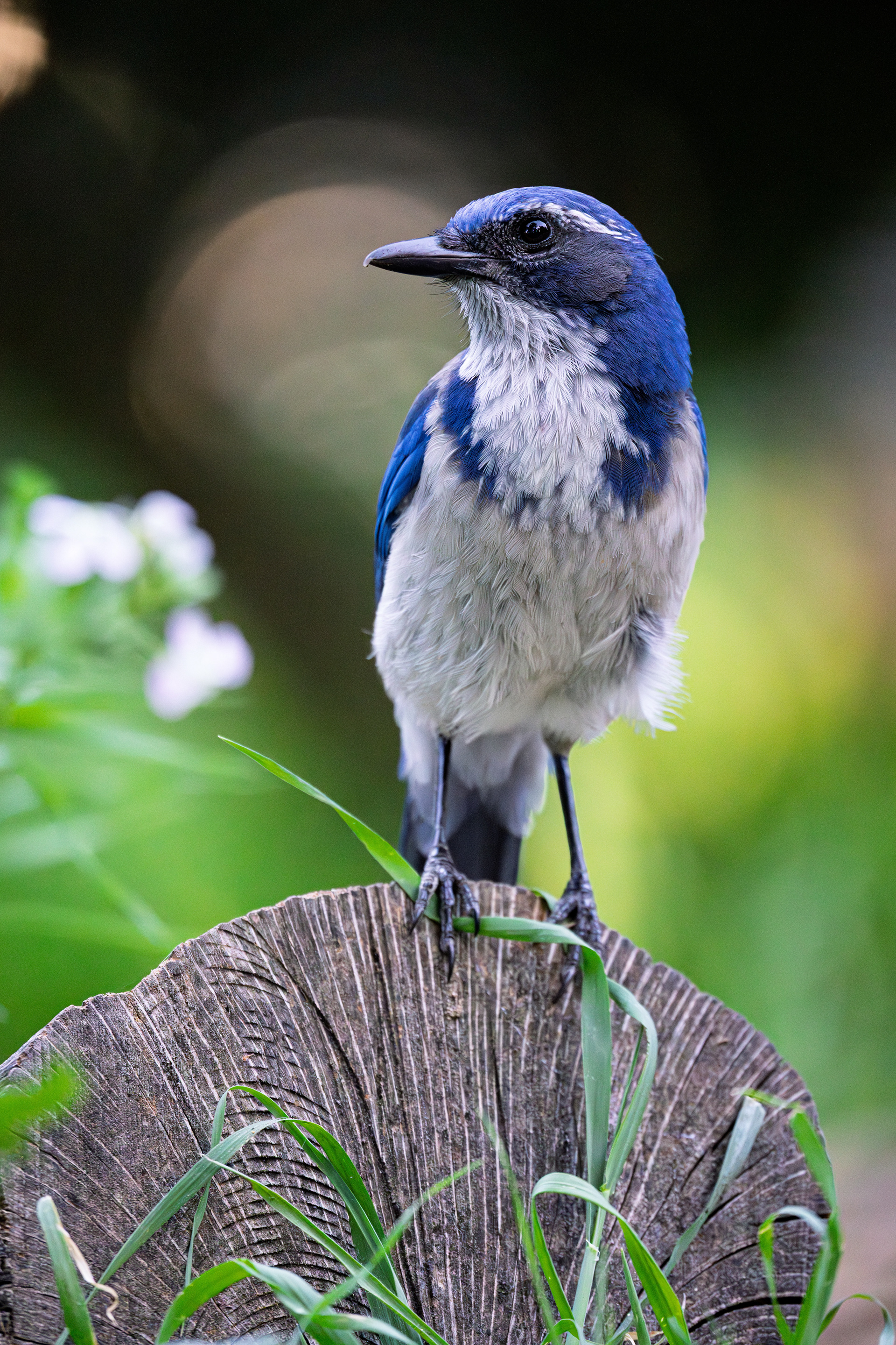 California Scrub-Jay