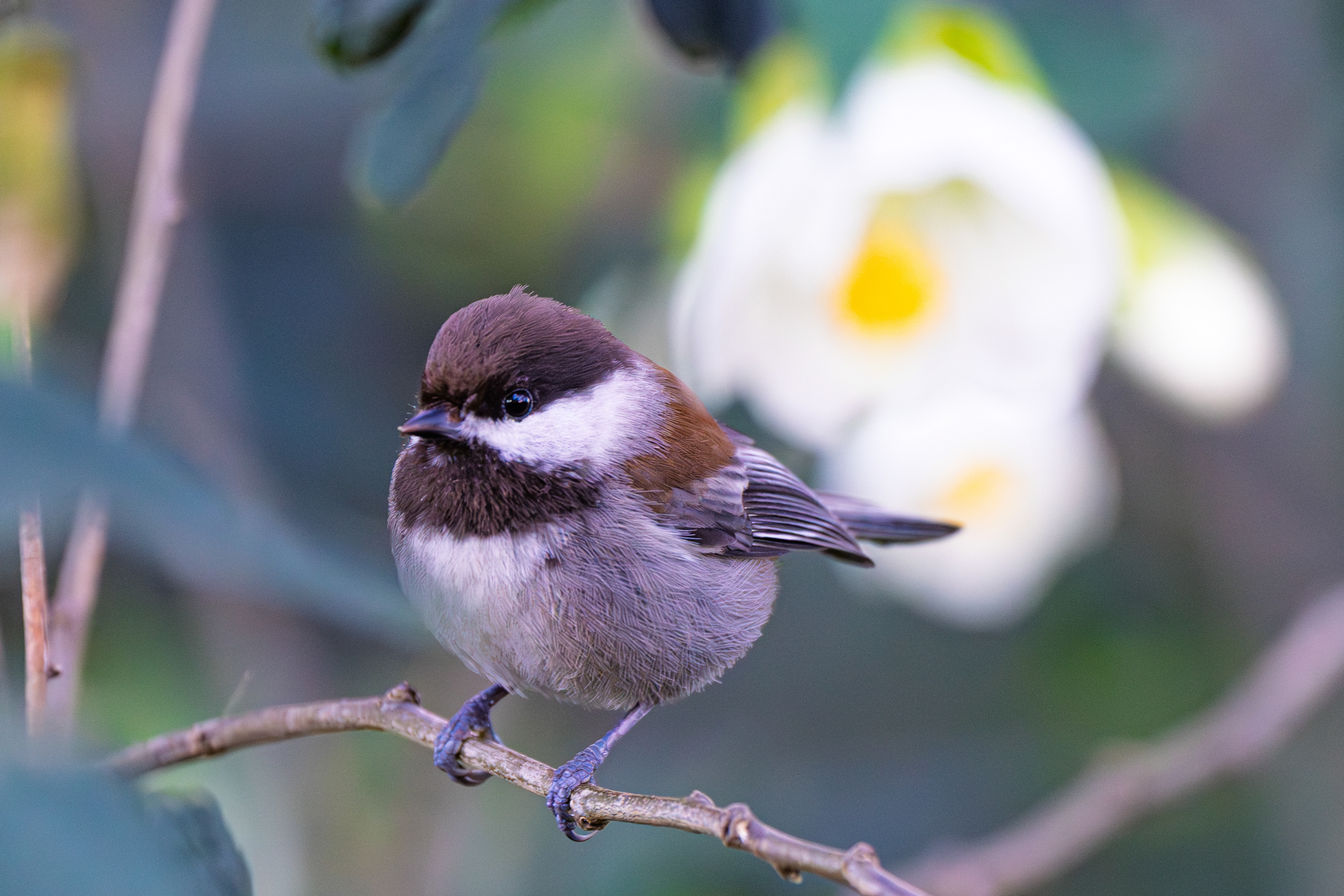Chestbut-backed Chickadee