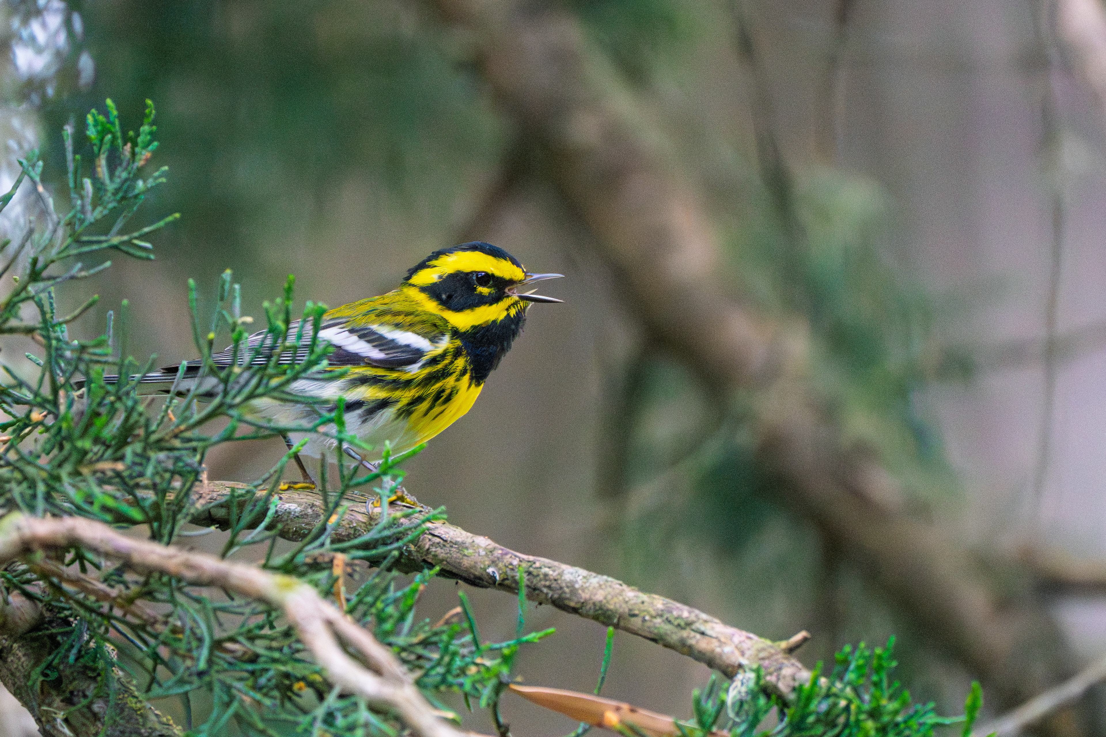 Townsend's Warbler