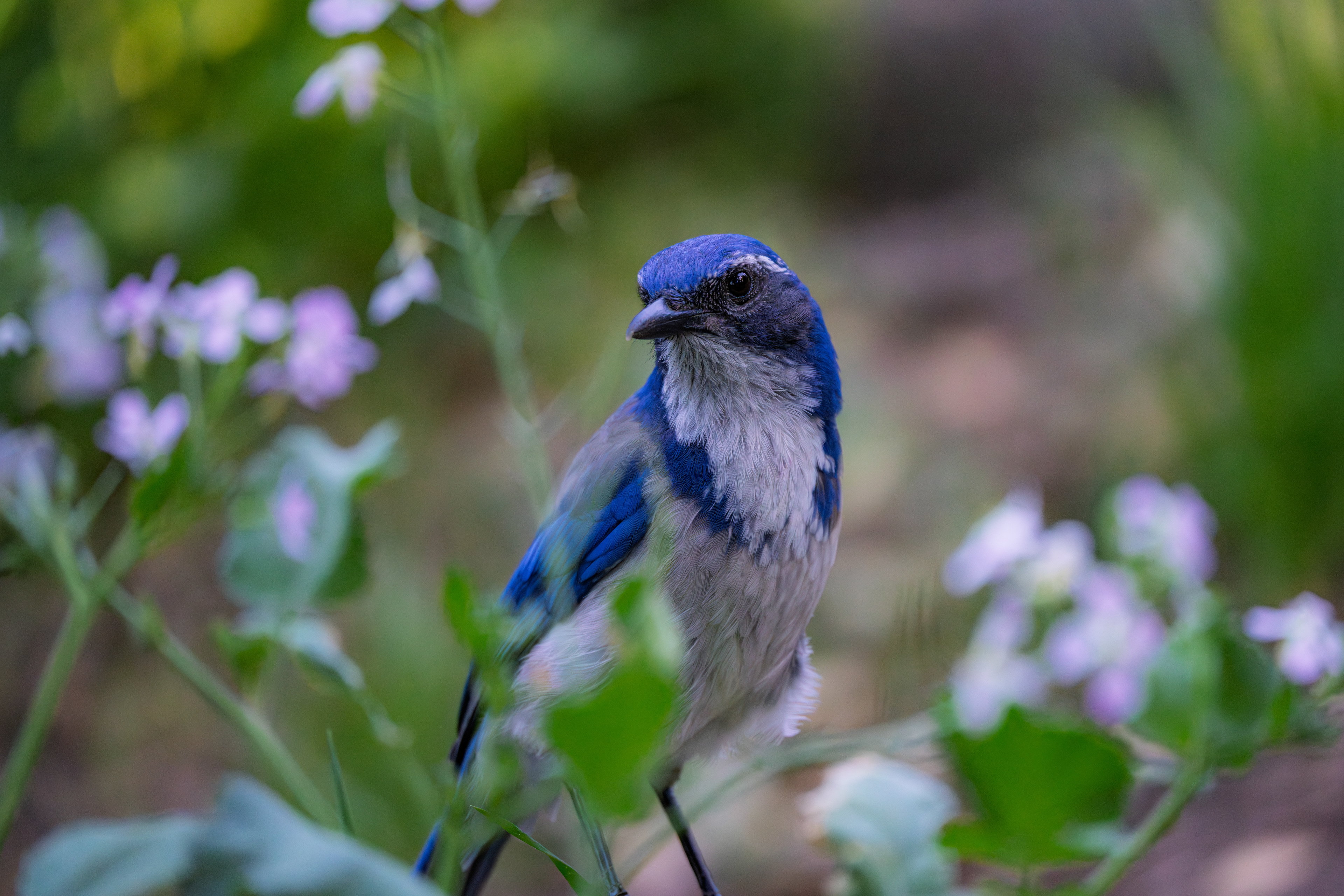 California Scrub-Jay