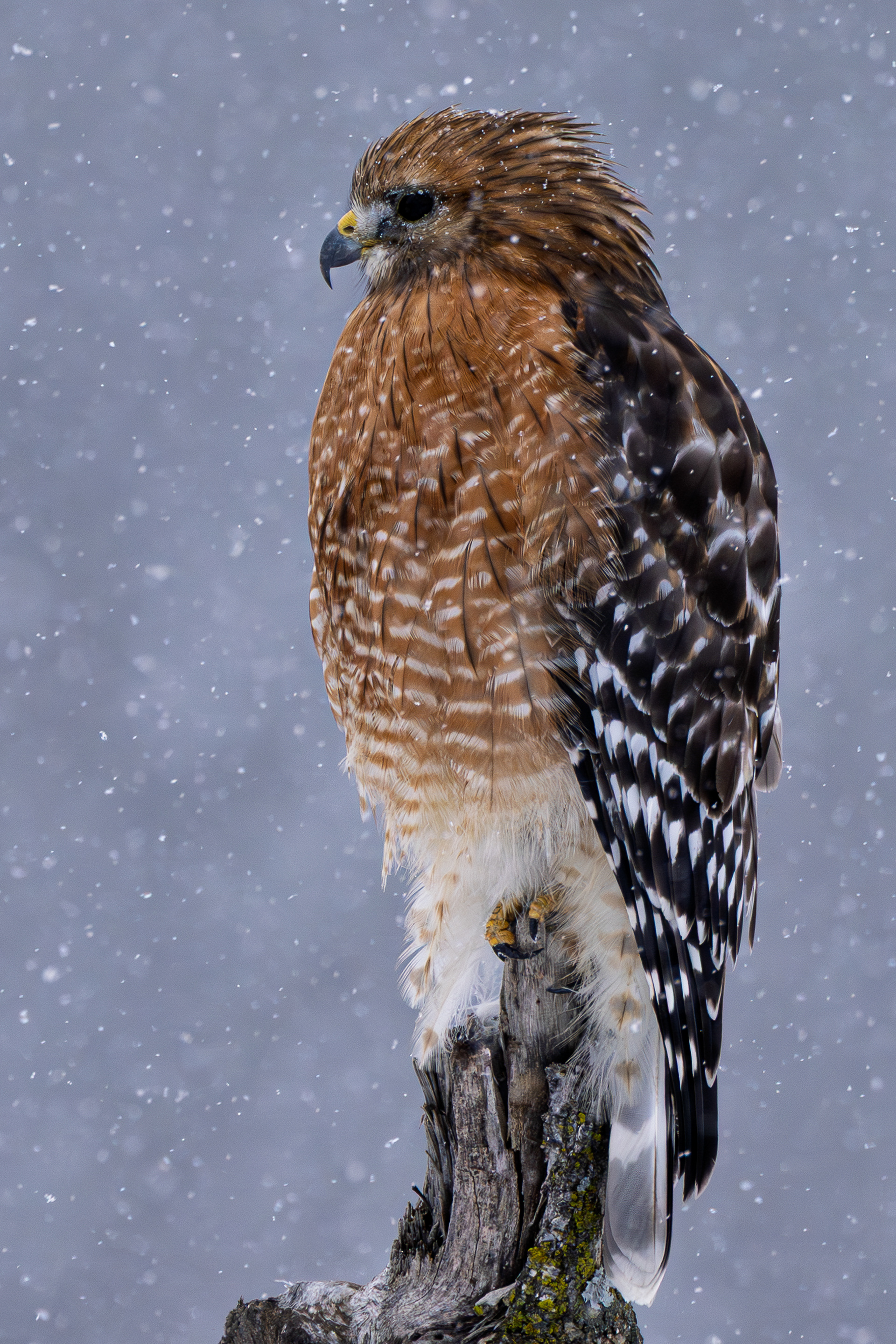 Red-shouldered Hawk