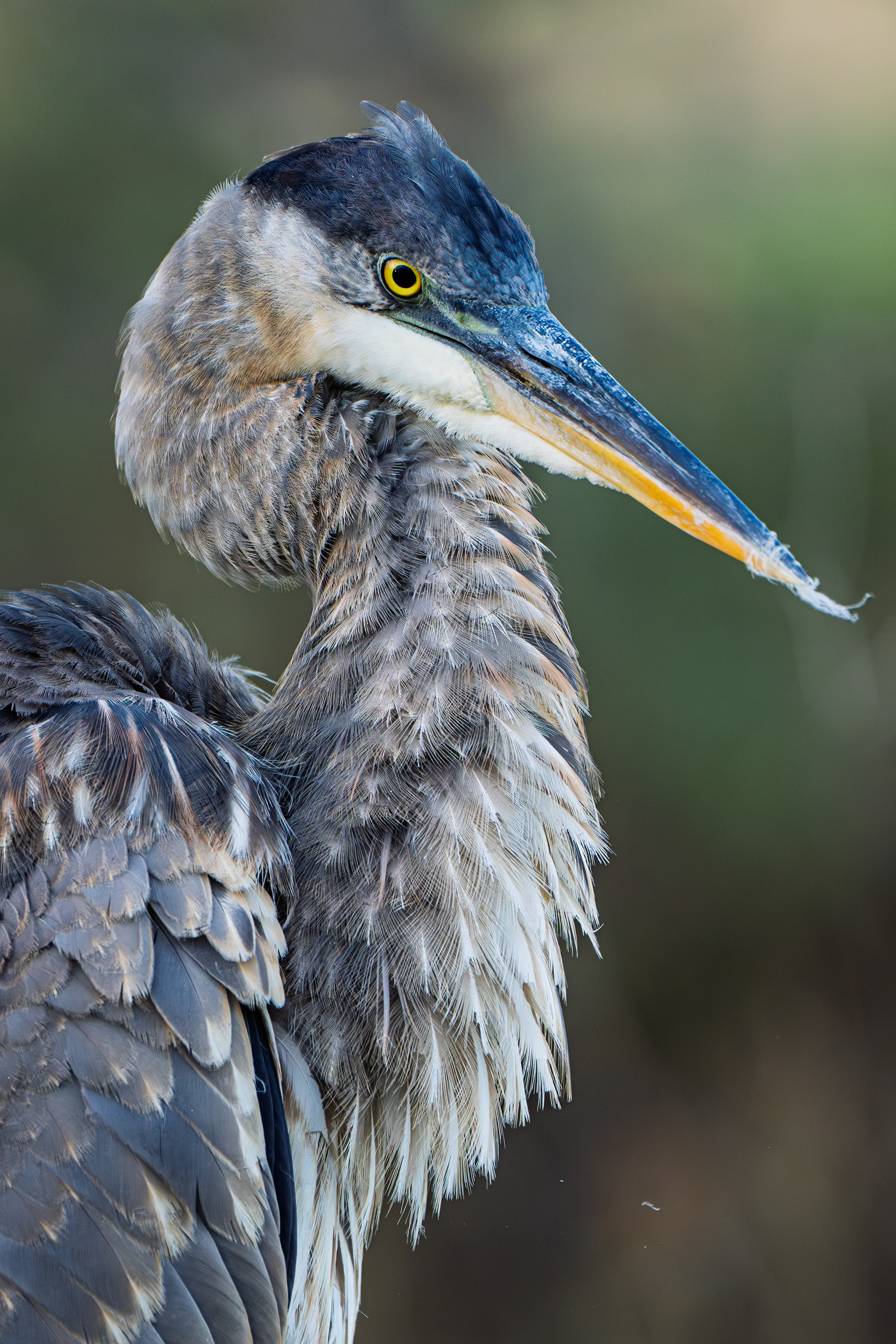Great Blue Heron
