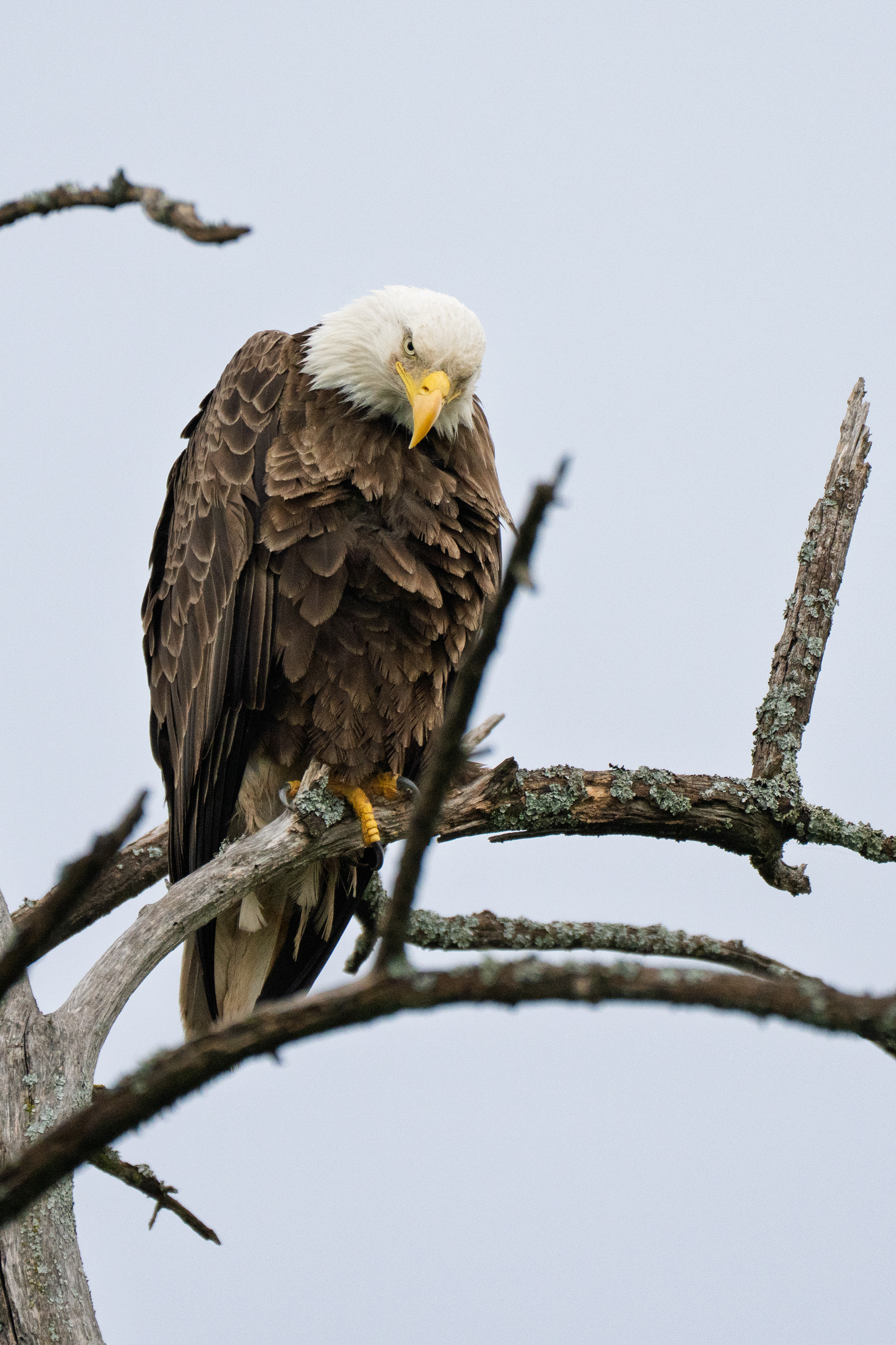 Annoyed Bald Eagle