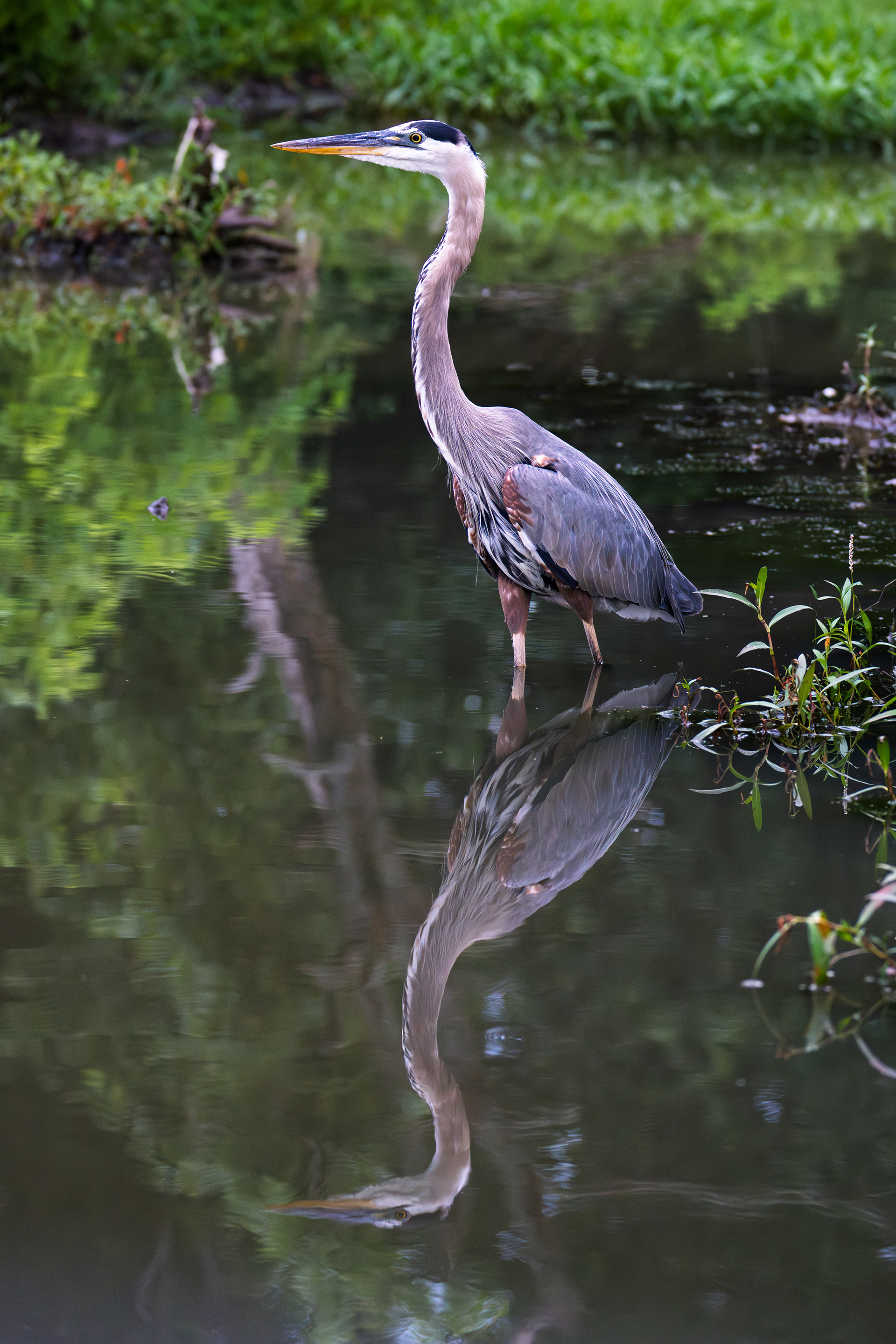 Great Blue Heron