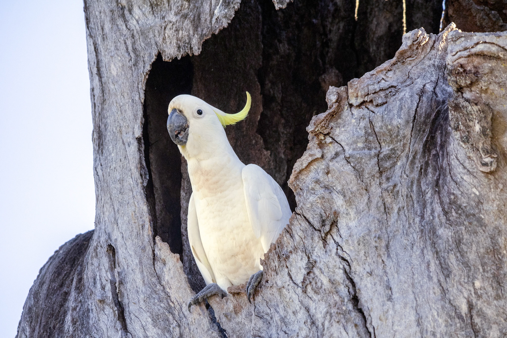 Sulphur-crested cockatoo (cacatua galerita)