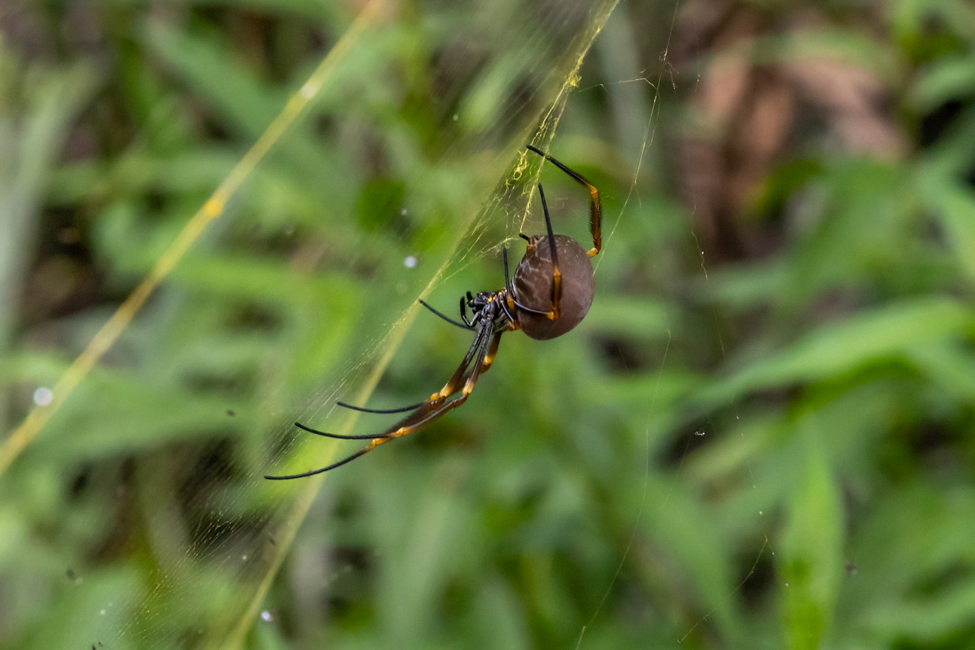 Golden silk orb-weaver