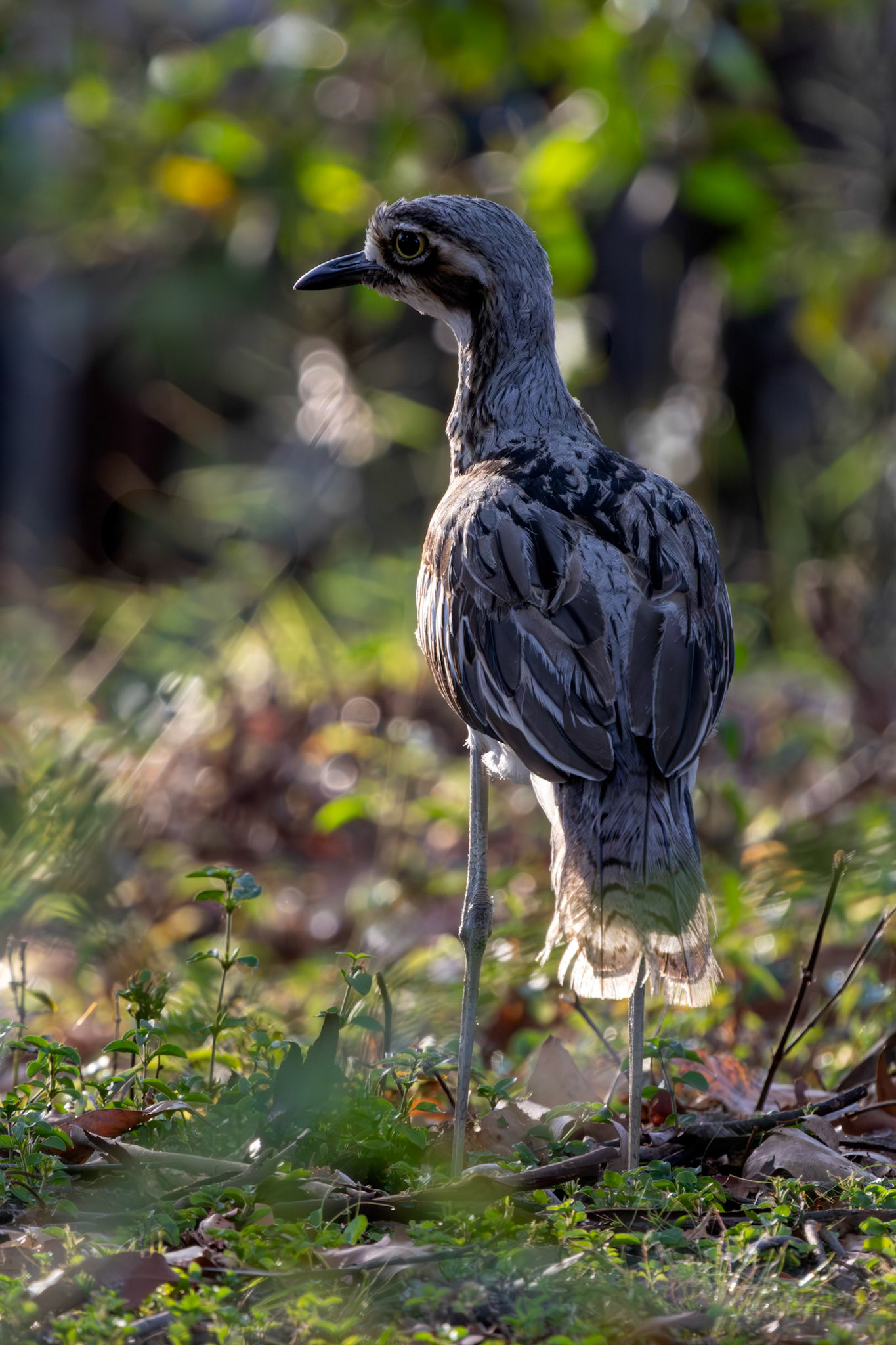 Bush stone-curlew (burhinus grallarius)
